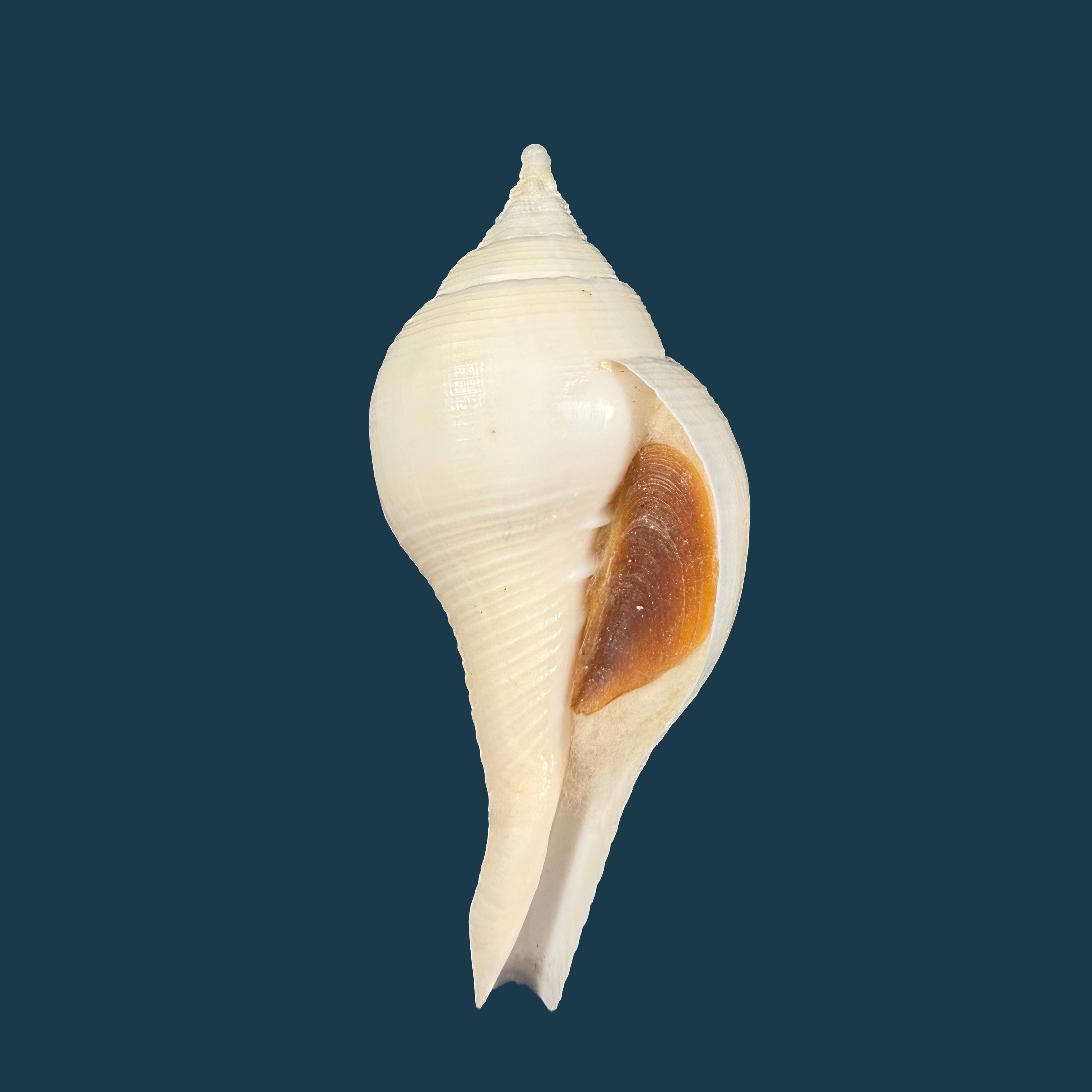 Turbinella laevigata Anton, 1838 - 78mm