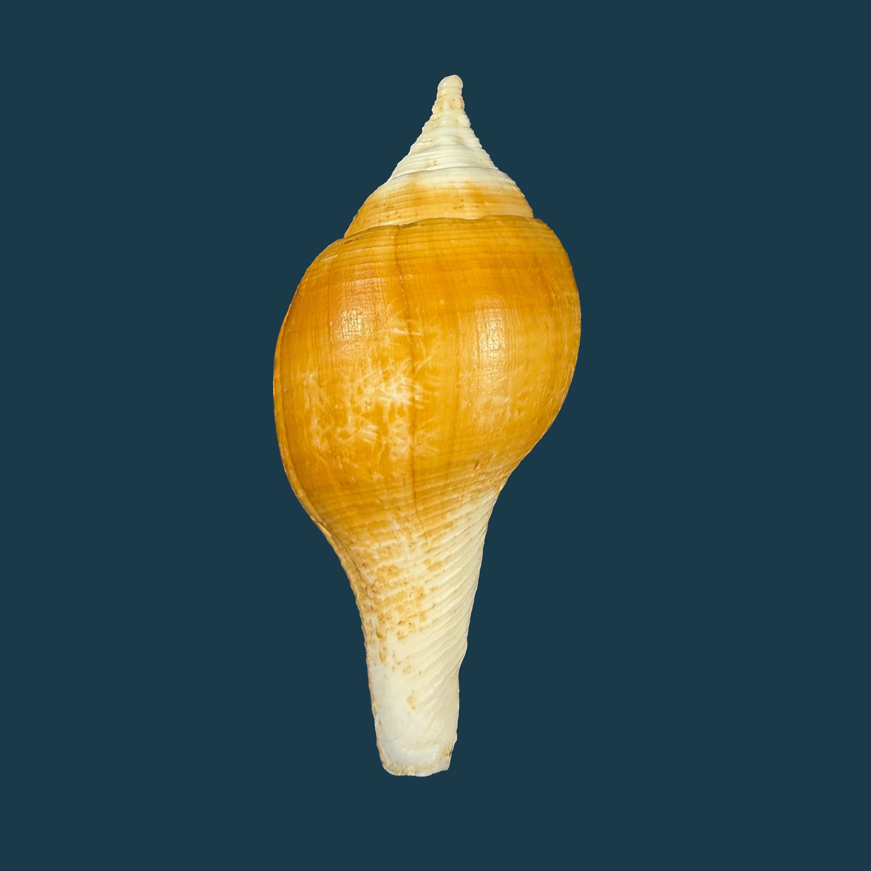 Turbinella laevigata Anton, 1838 - 72,4mm