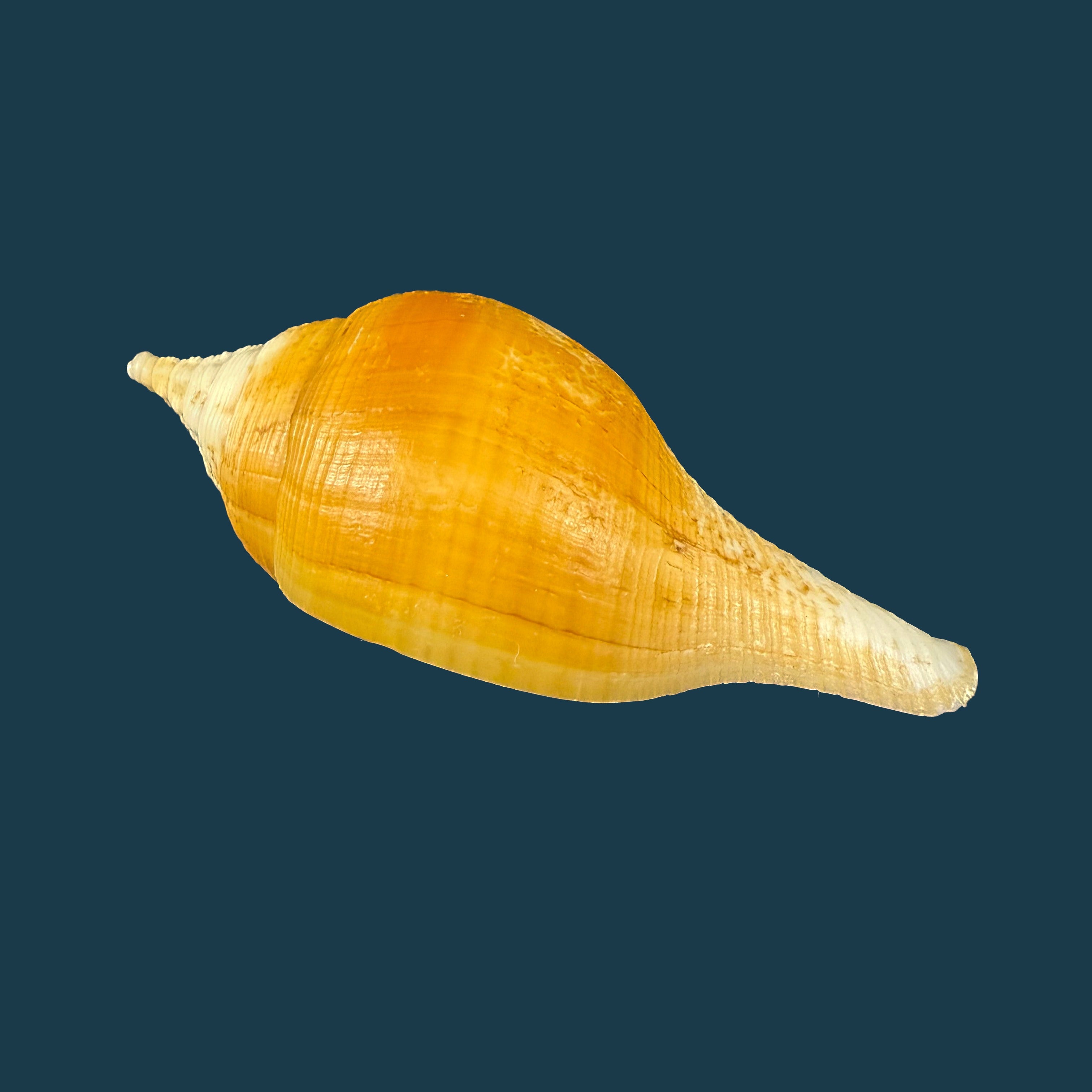 Turbinella laevigata Anton, 1838 - 72,4mm