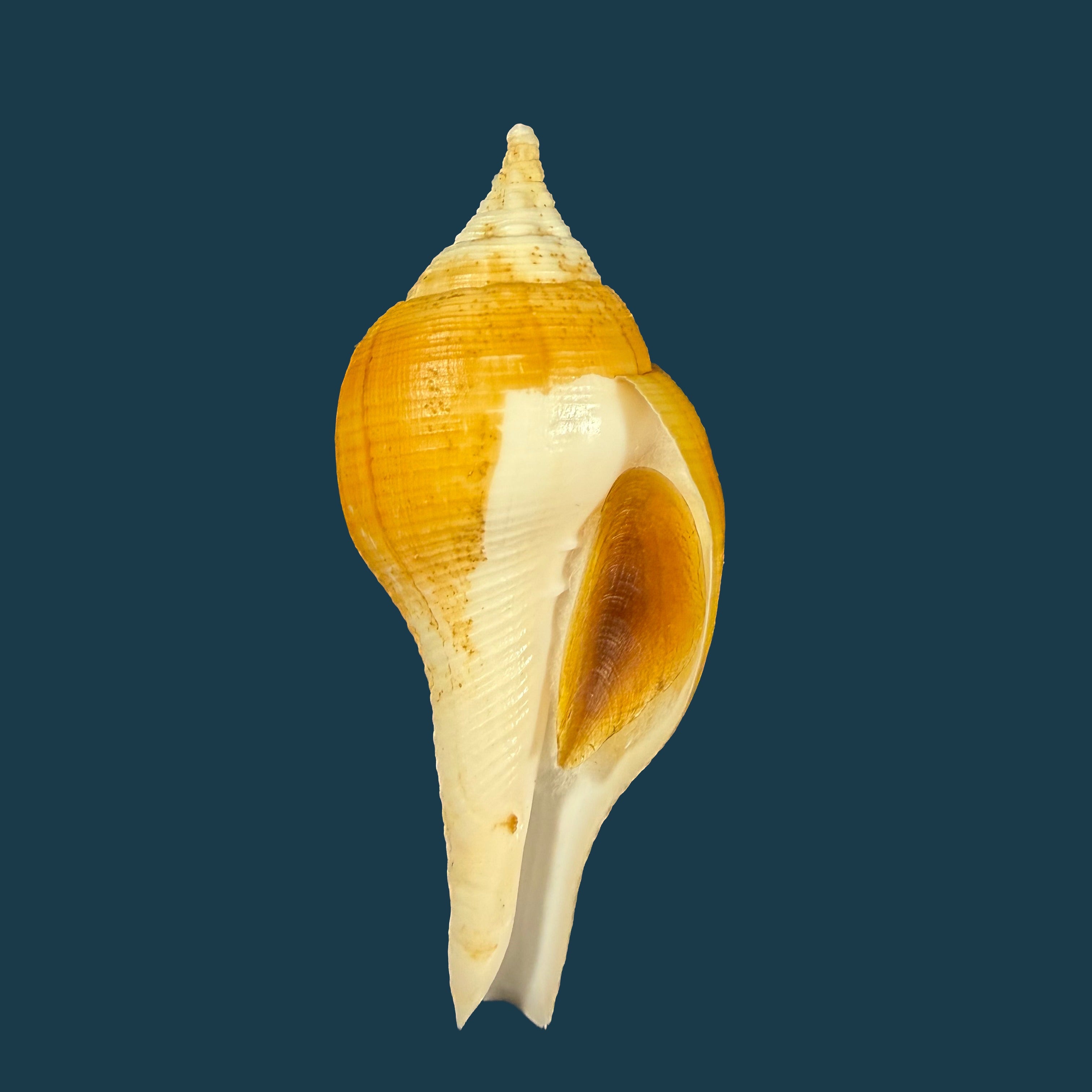 Turbinella laevigata Anton, 1838 - 72,4mm