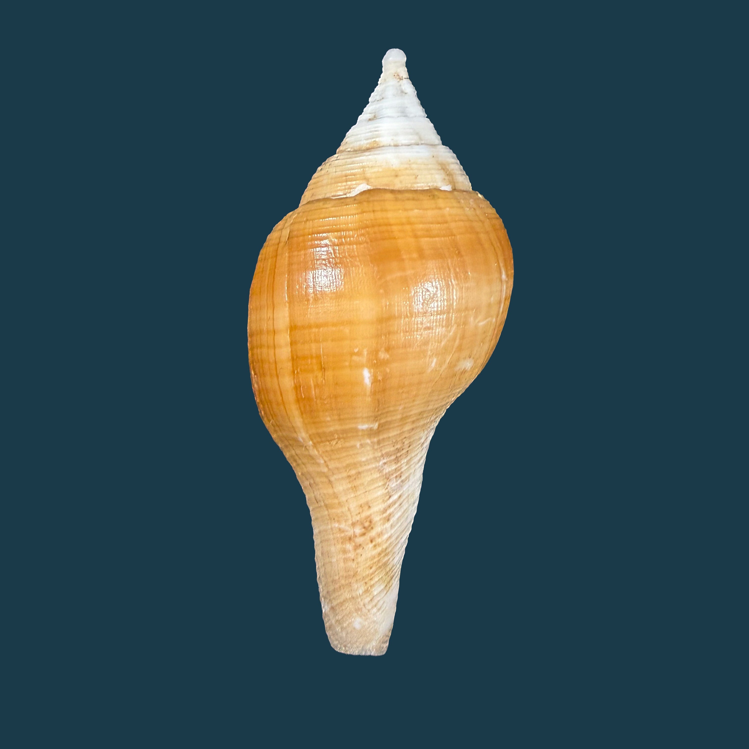 Turbinella laevigata Anton, 1838 - 67,5mm