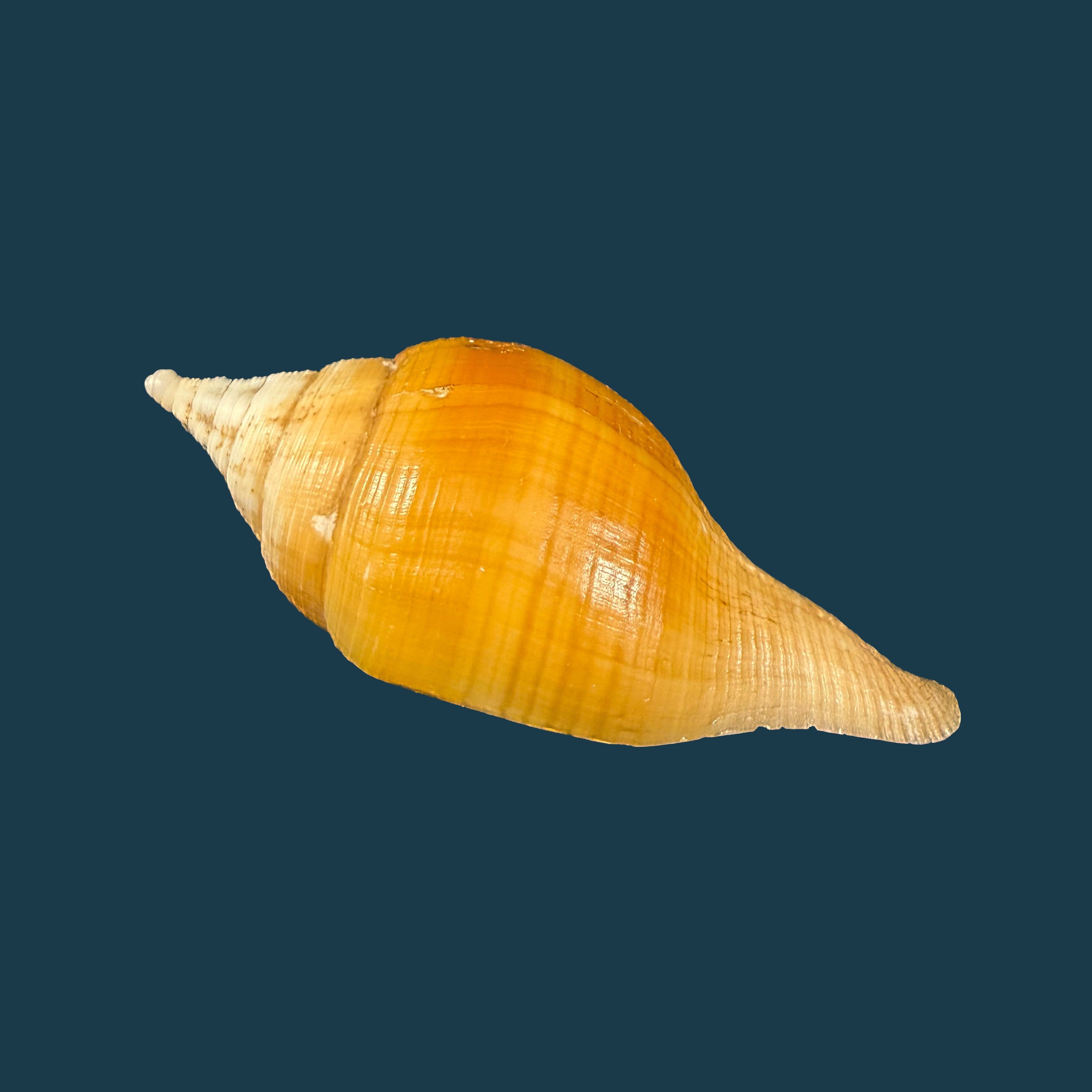 Turbinella laevigata Anton, 1838 - 67,5mm
