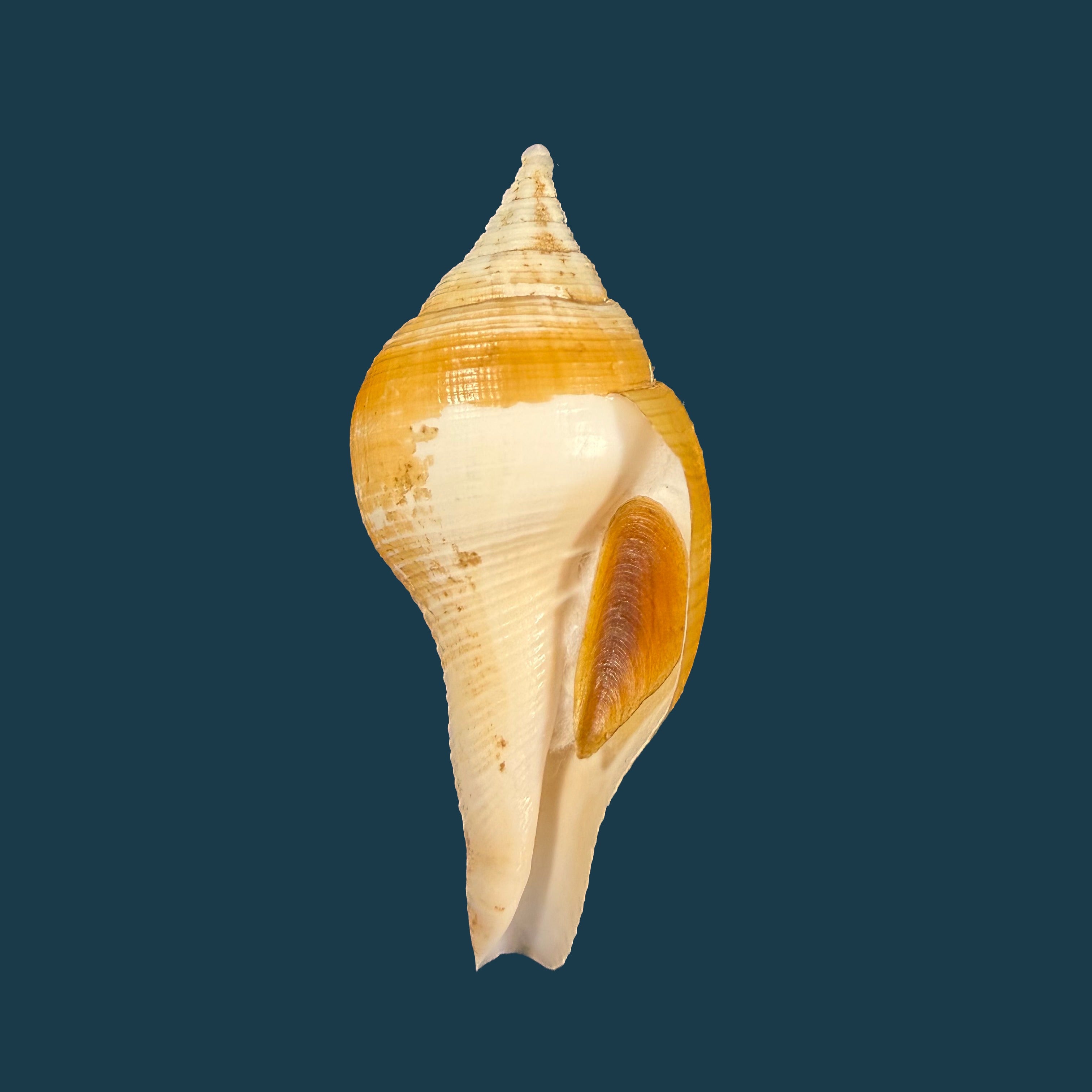 Turbinella laevigata Anton, 1838 - 67,5mm