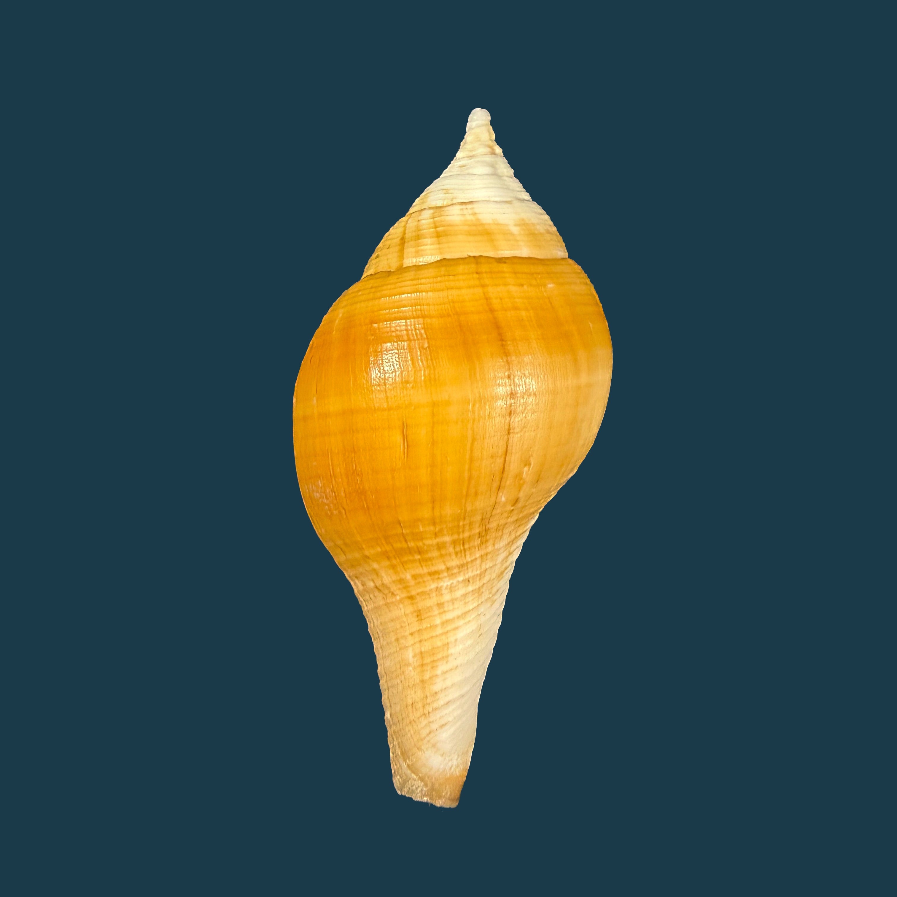 Turbinella laevigata Anton, 1838 - 73,3mm