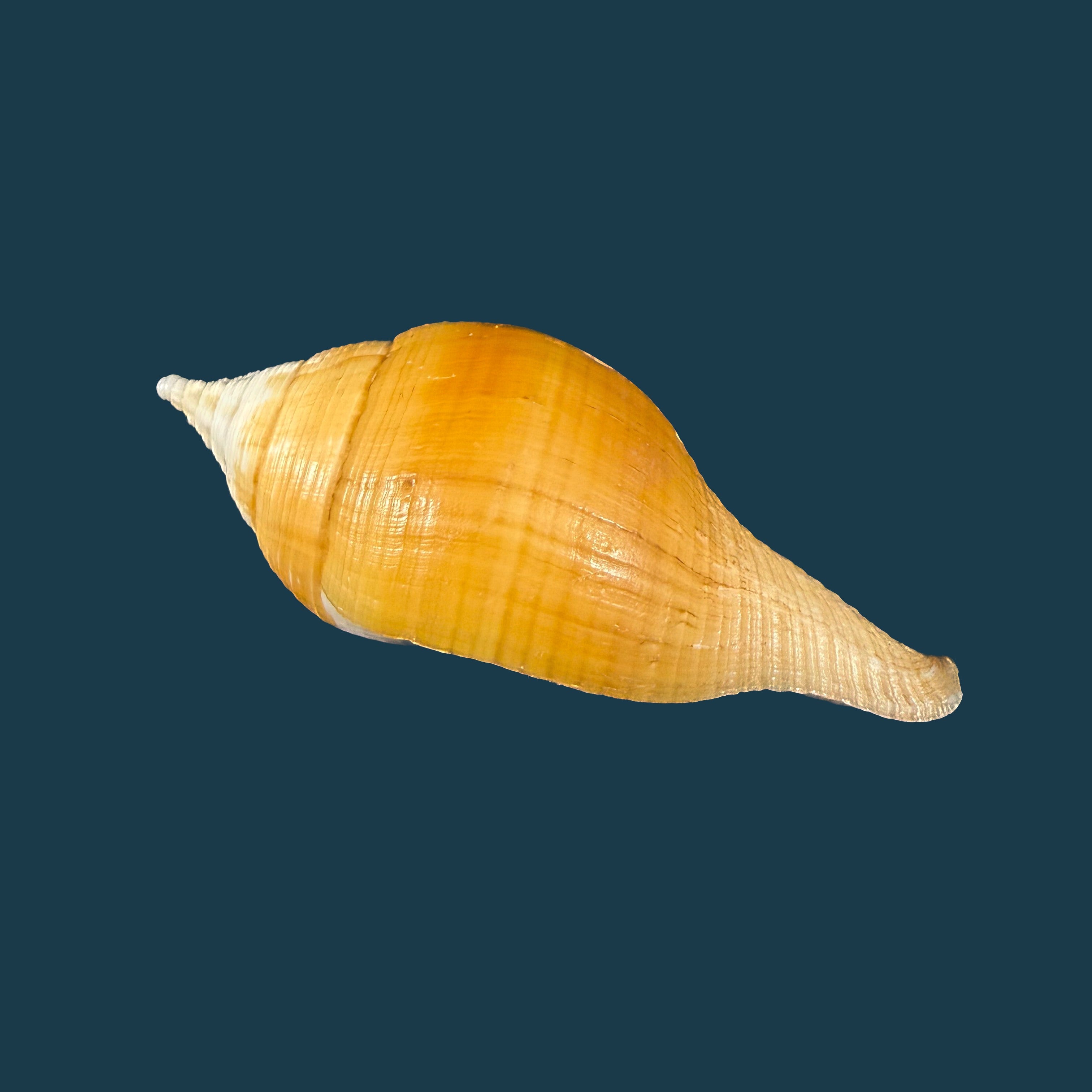 Turbinella laevigata Anton, 1838 - 73,3mm