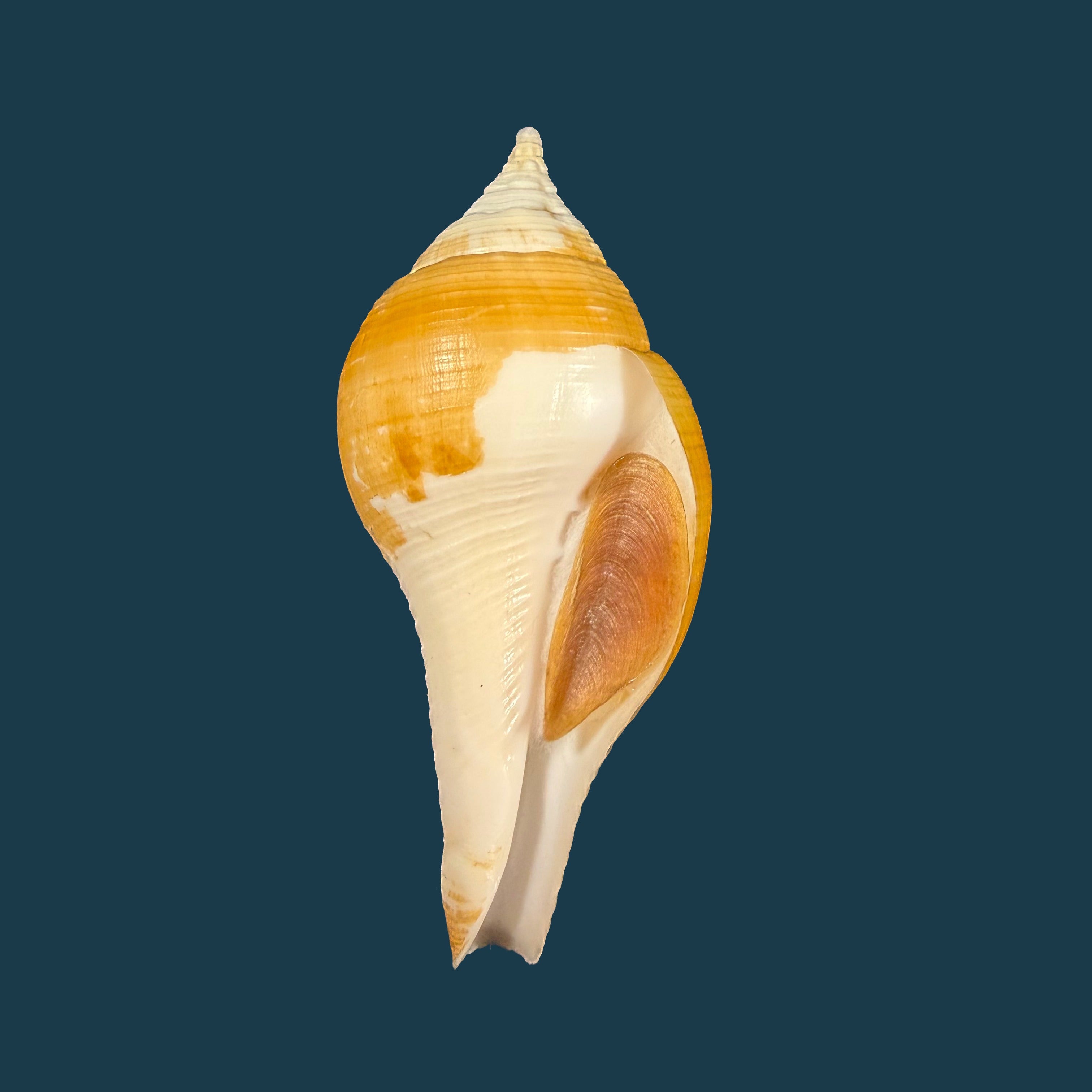 Turbinella laevigata Anton, 1838 - 73,3mm