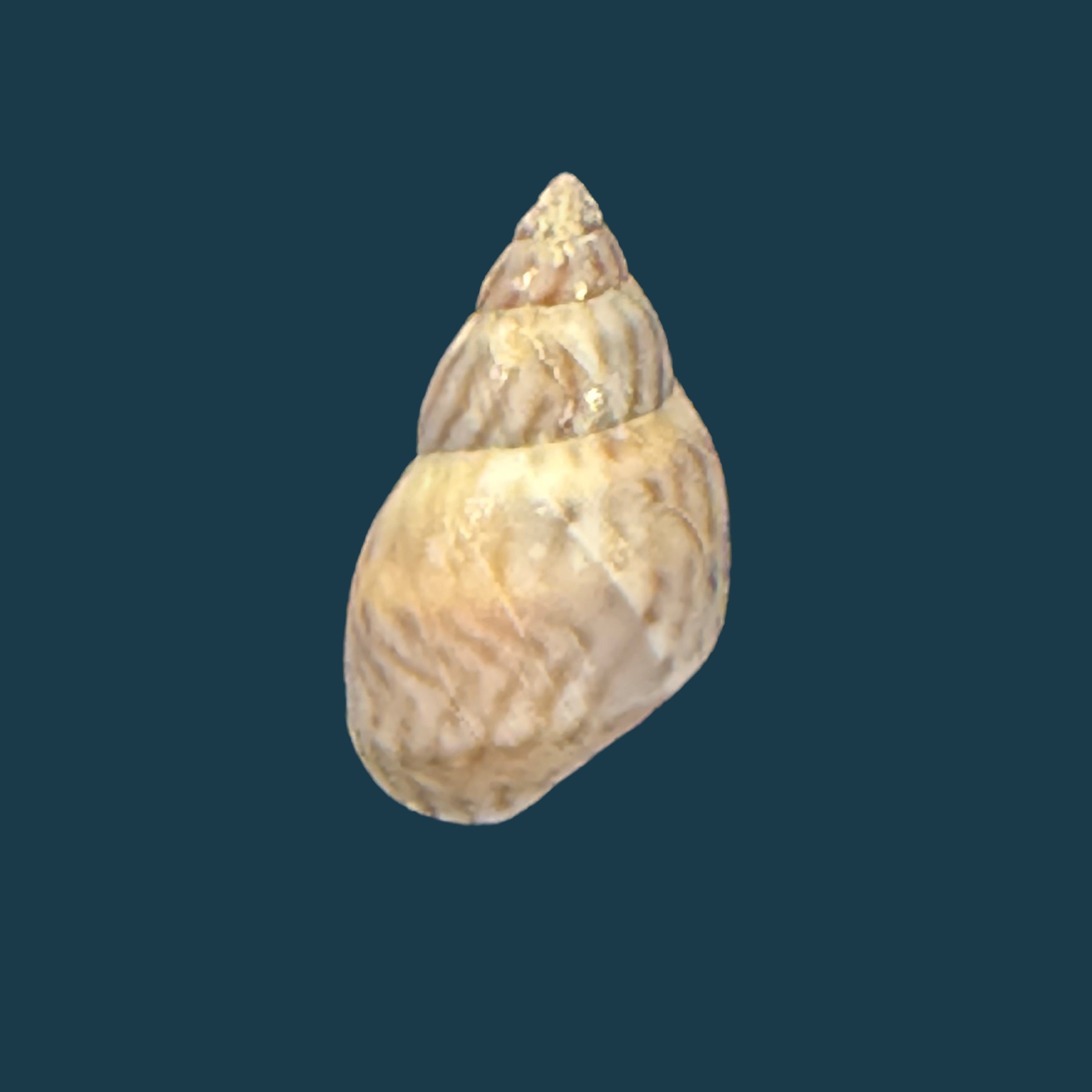Echinolittorina ziczac (Gmelin, 1791) - 12,6mm