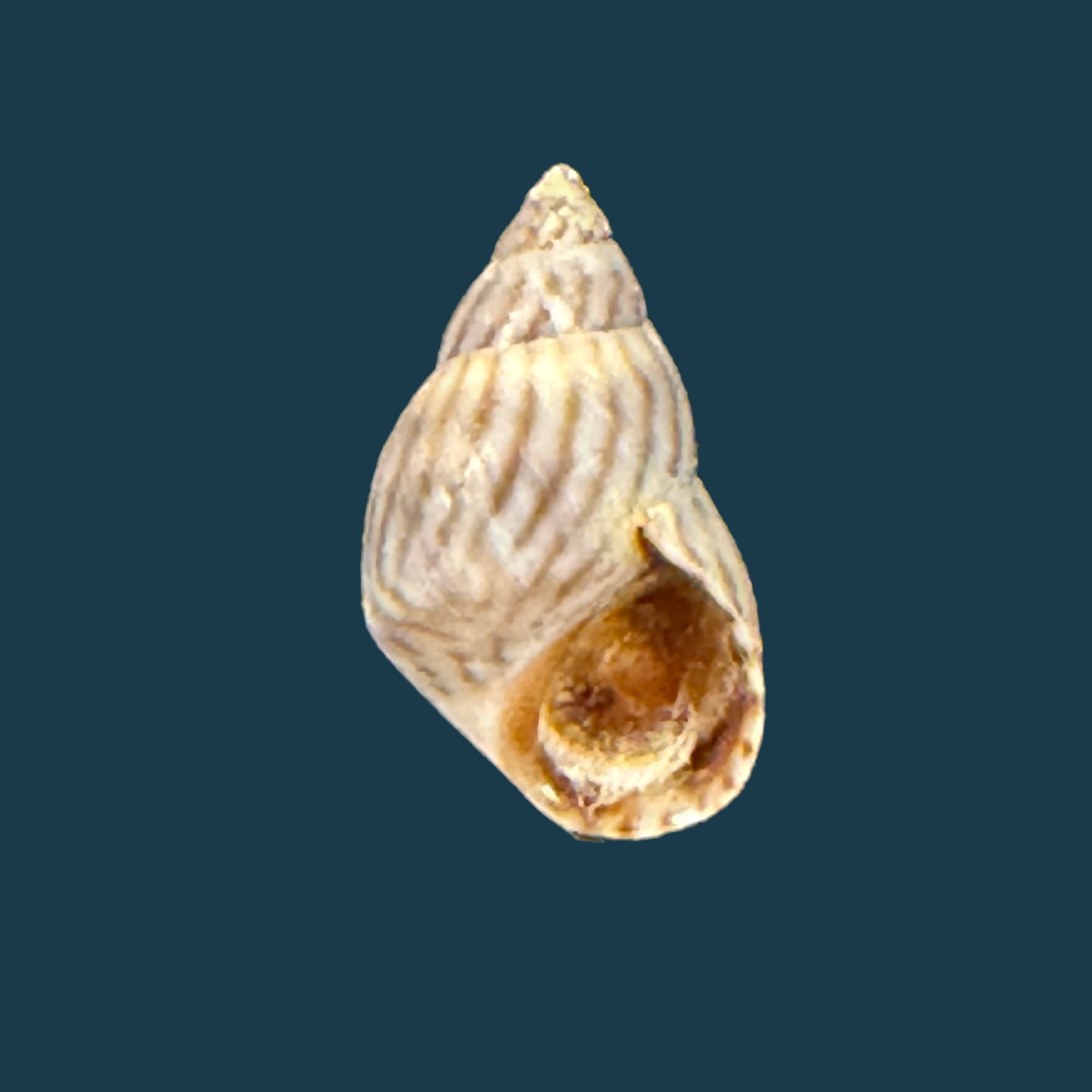 Echinolittorina ziczac (Gmelin, 1791) - 12,6mm