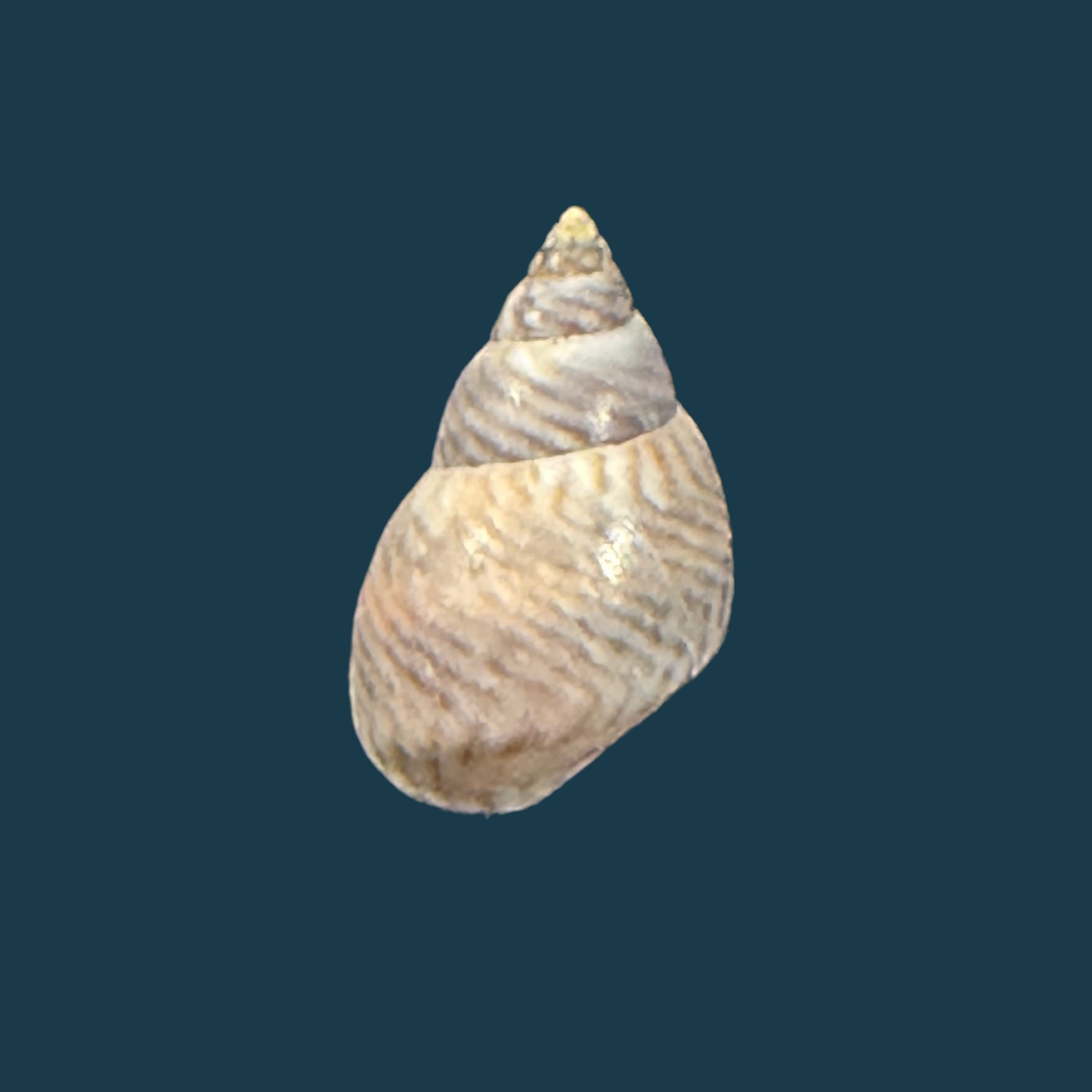 Echinolittorina ziczac (Gmelin, 1791) - 12,4mm