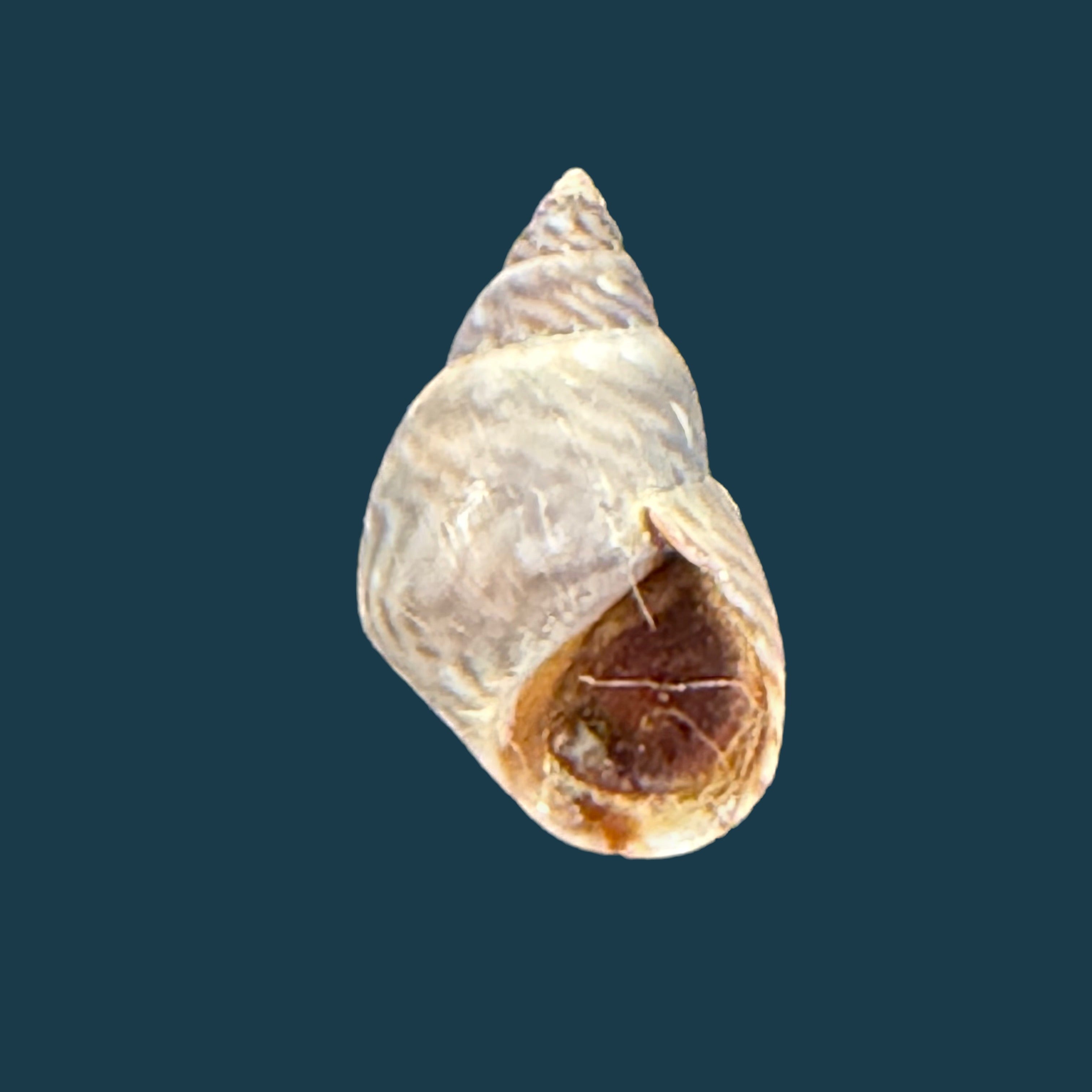 Echinolittorina ziczac (Gmelin, 1791) - 12,4mm