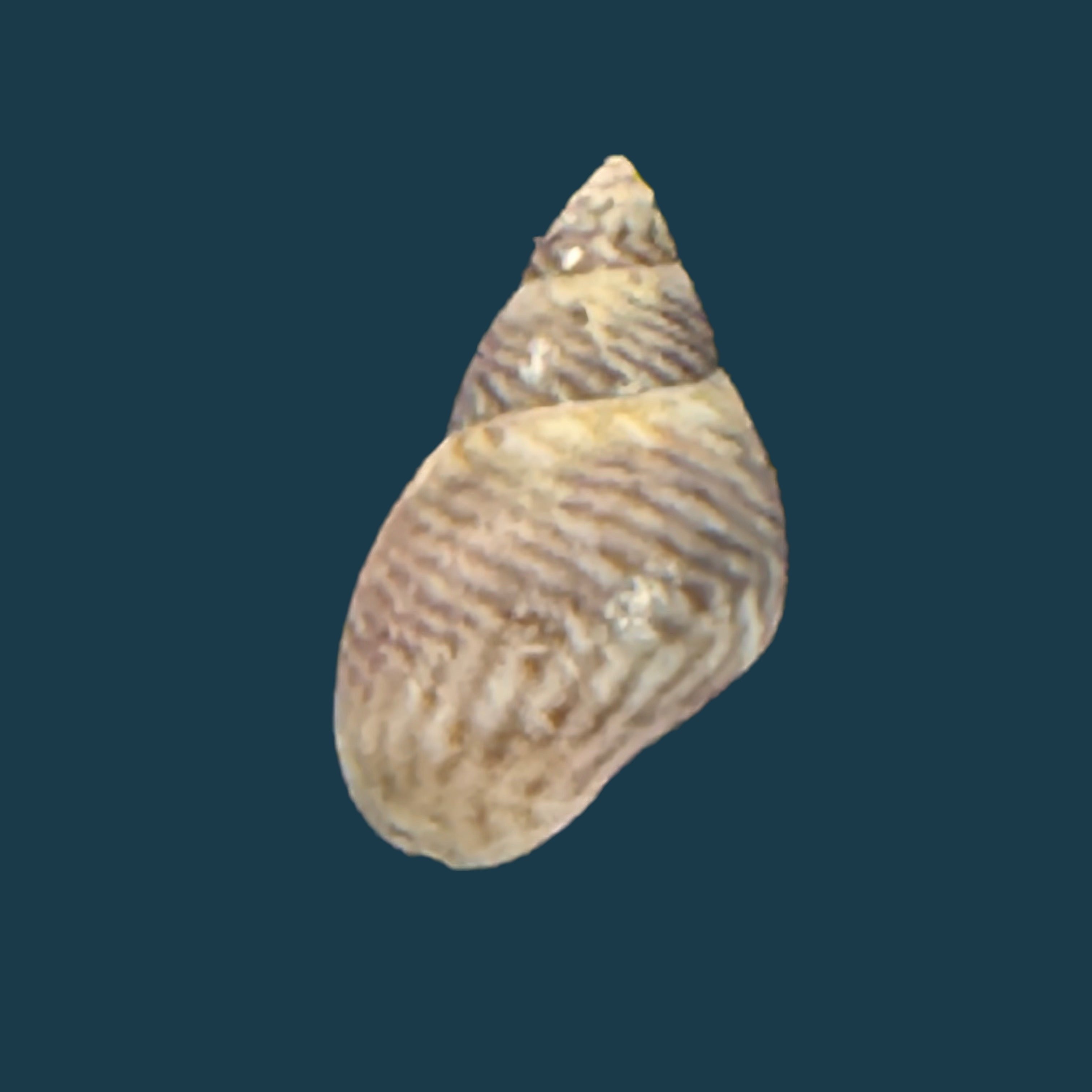 Echinolittorina ziczac (Gmelin, 1791) - 11,1mm