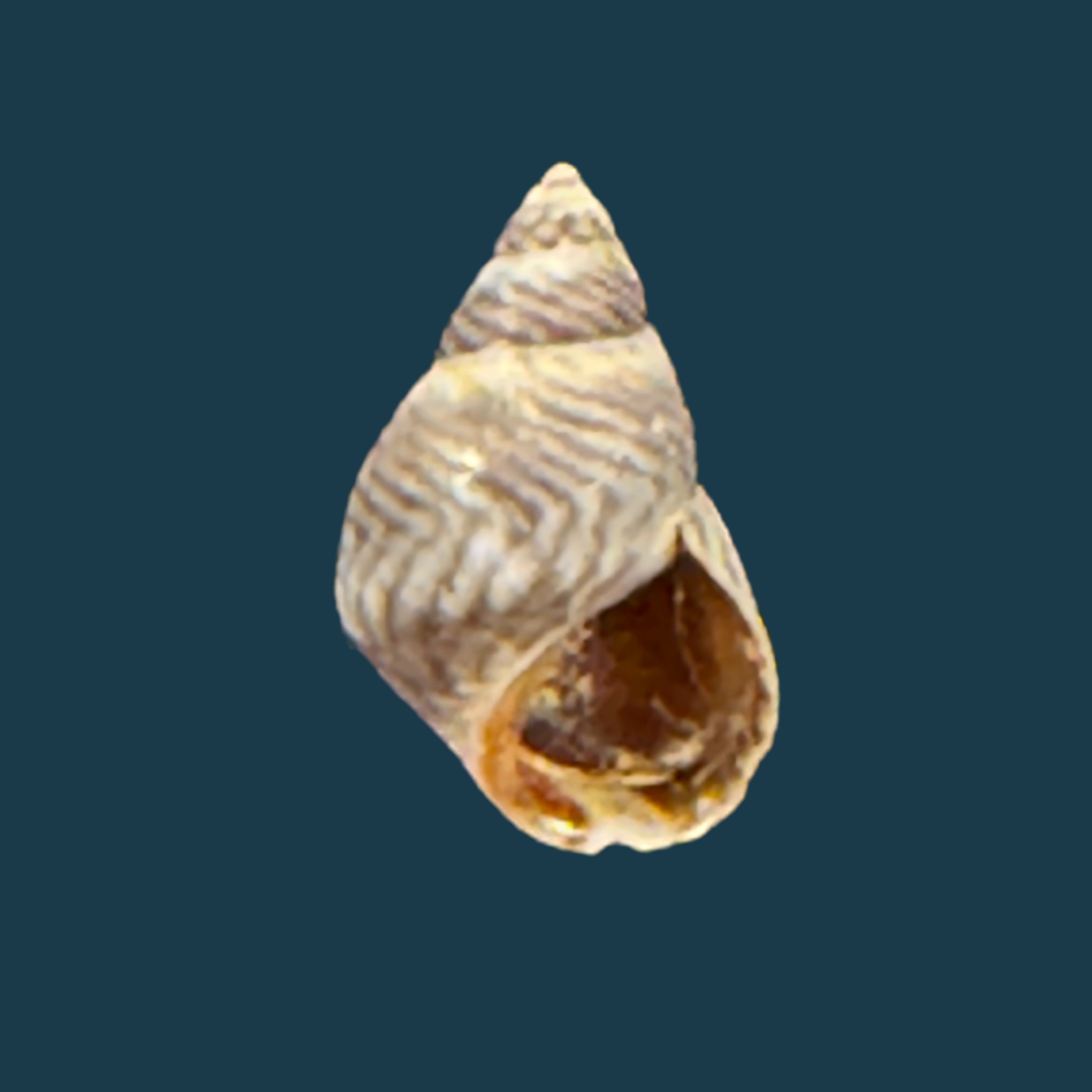 Echinolittorina ziczac (Gmelin, 1791) - 11,1mm