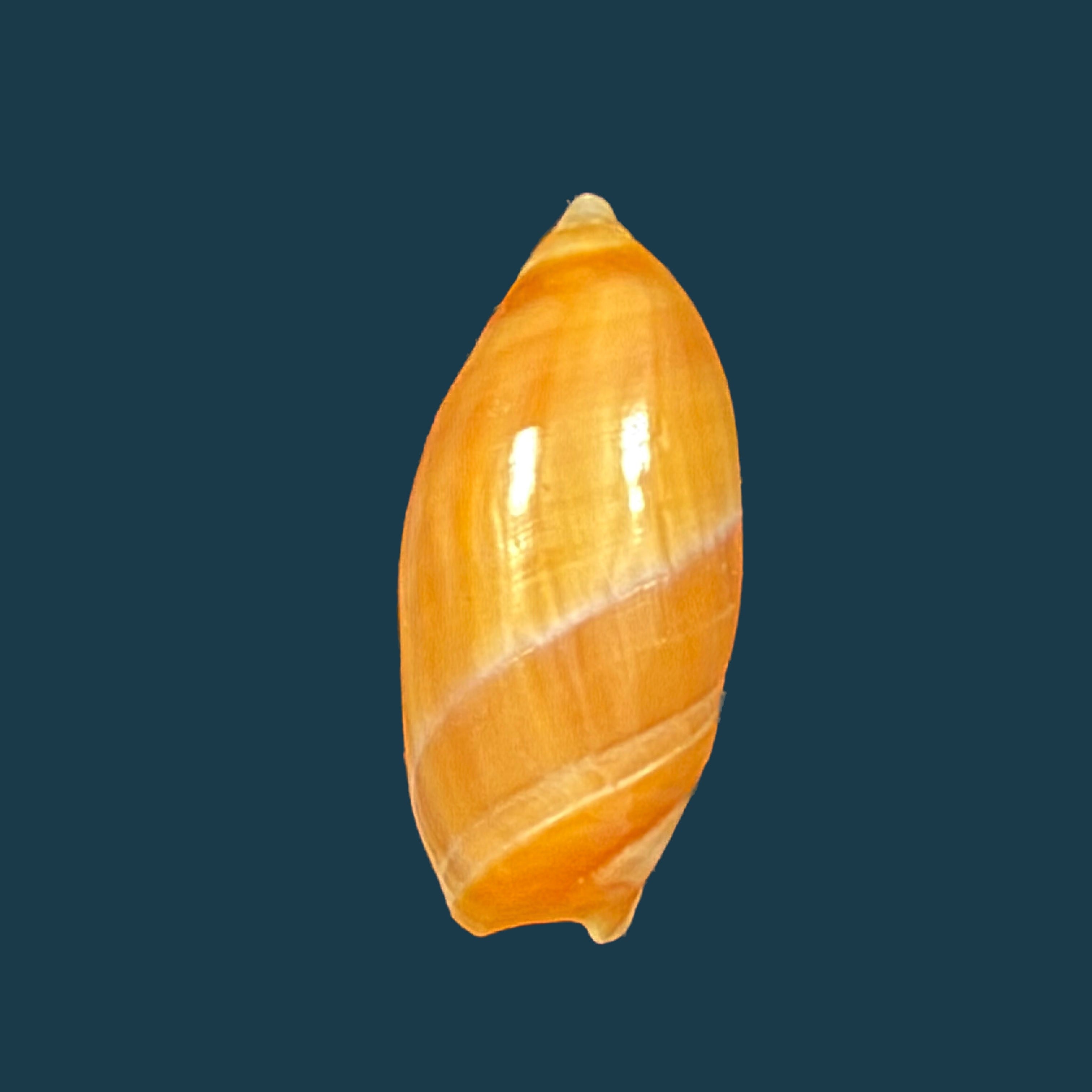 Amalda josecarlosi Pastorino, 2003 - 17,9mm