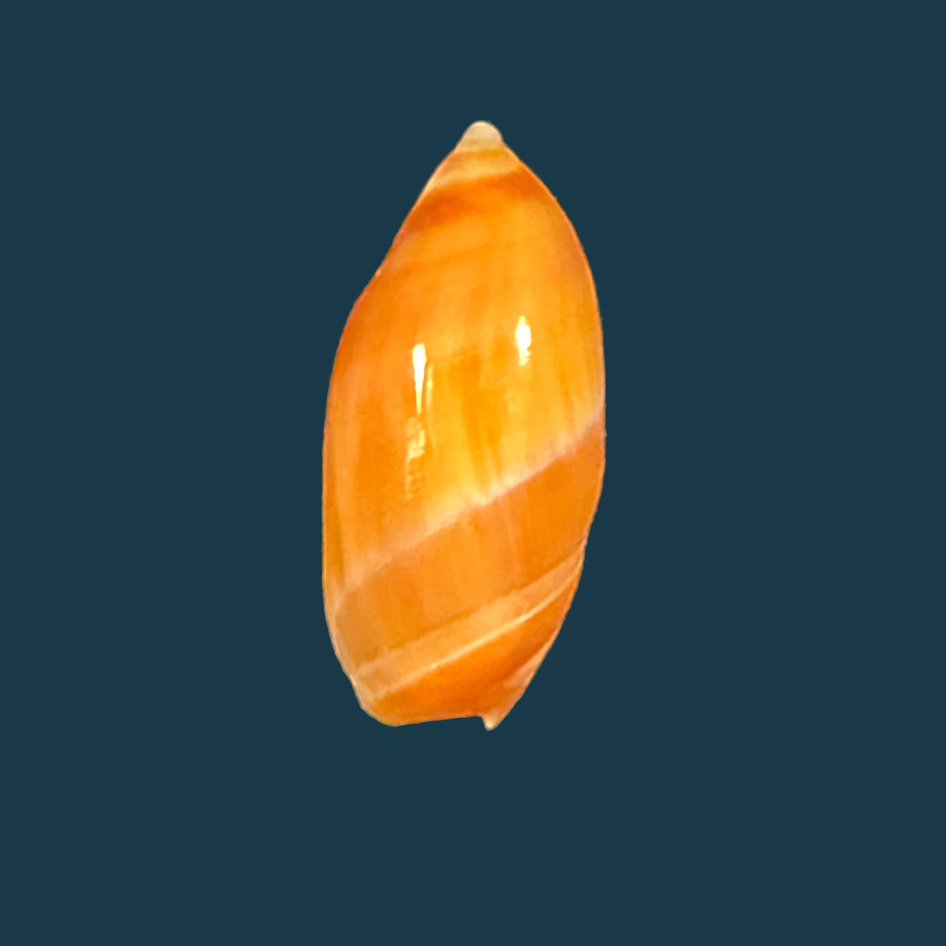 Amalda josecarlosi Pastorino, 2003 - 17,9mm