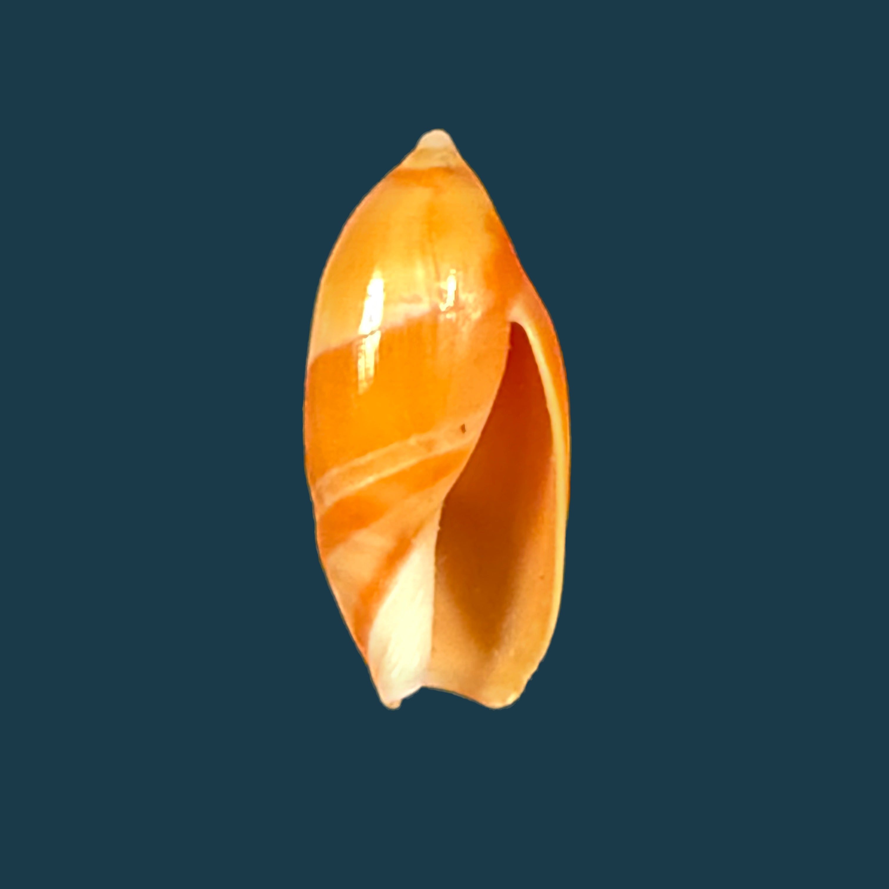 Amalda josecarlosi Pastorino, 2003 - 17,7mm