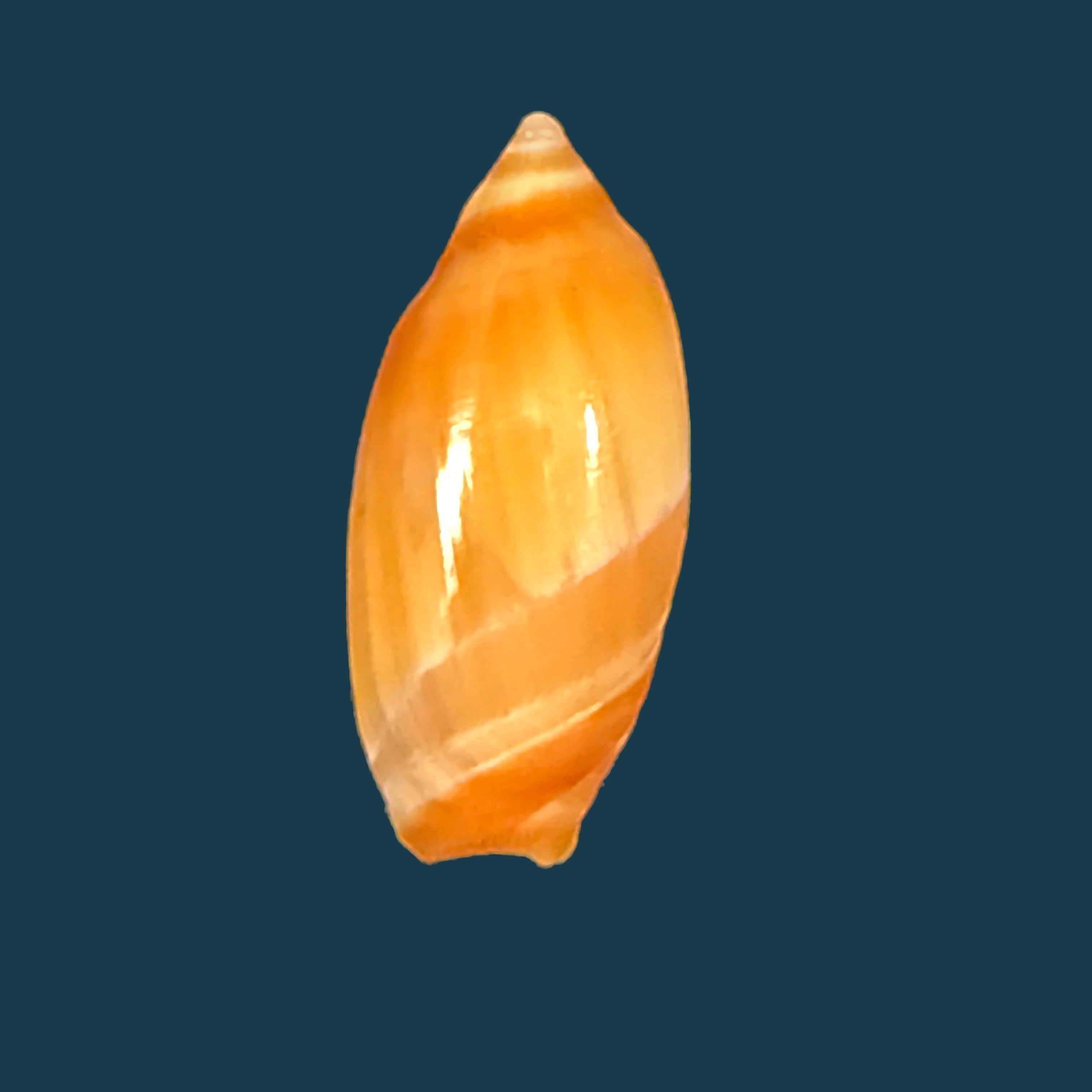 Amalda josecarlosi Pastorino, 2003 - 17,7mm