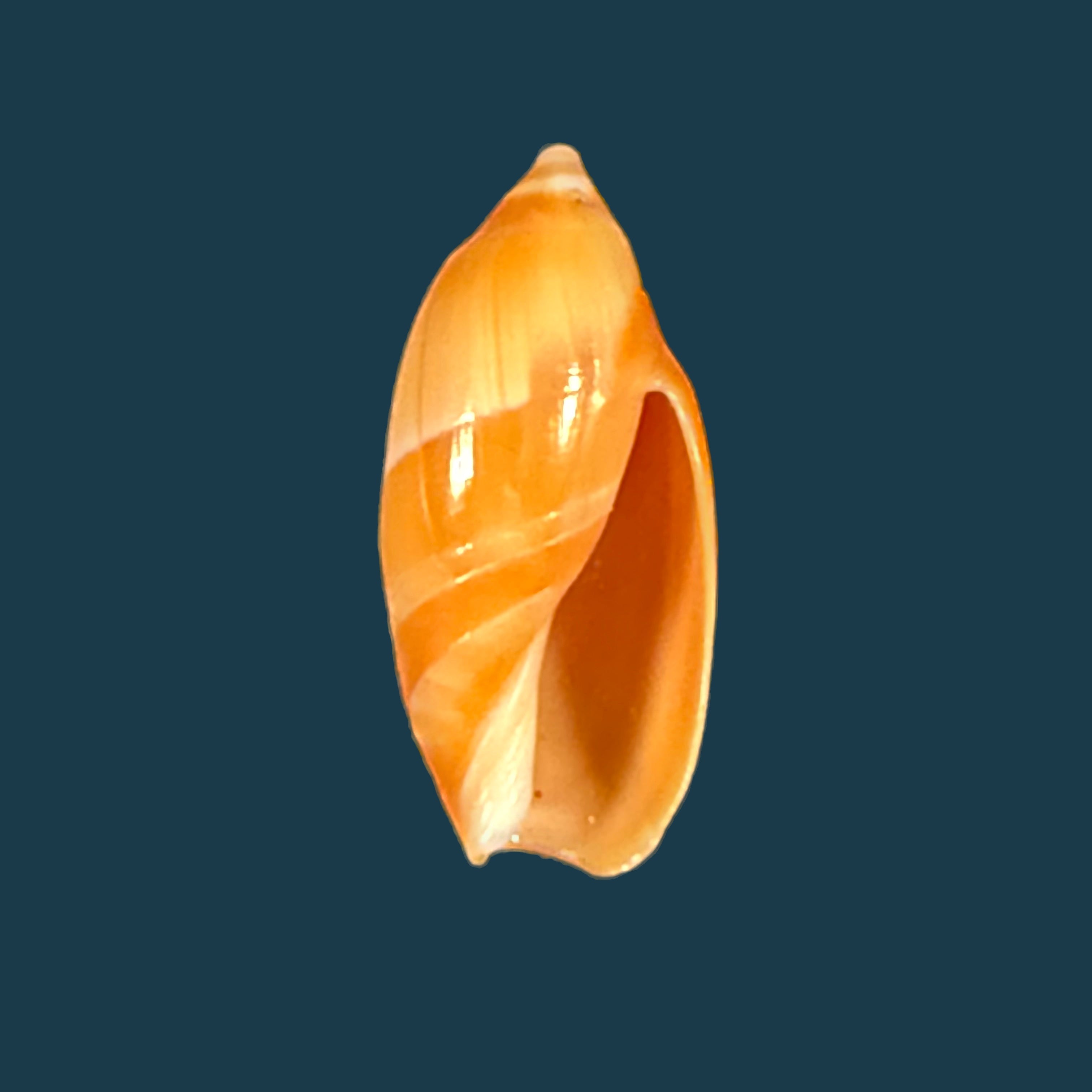 Amalda josecarlosi Pastorino, 2003 - 17,9mm
