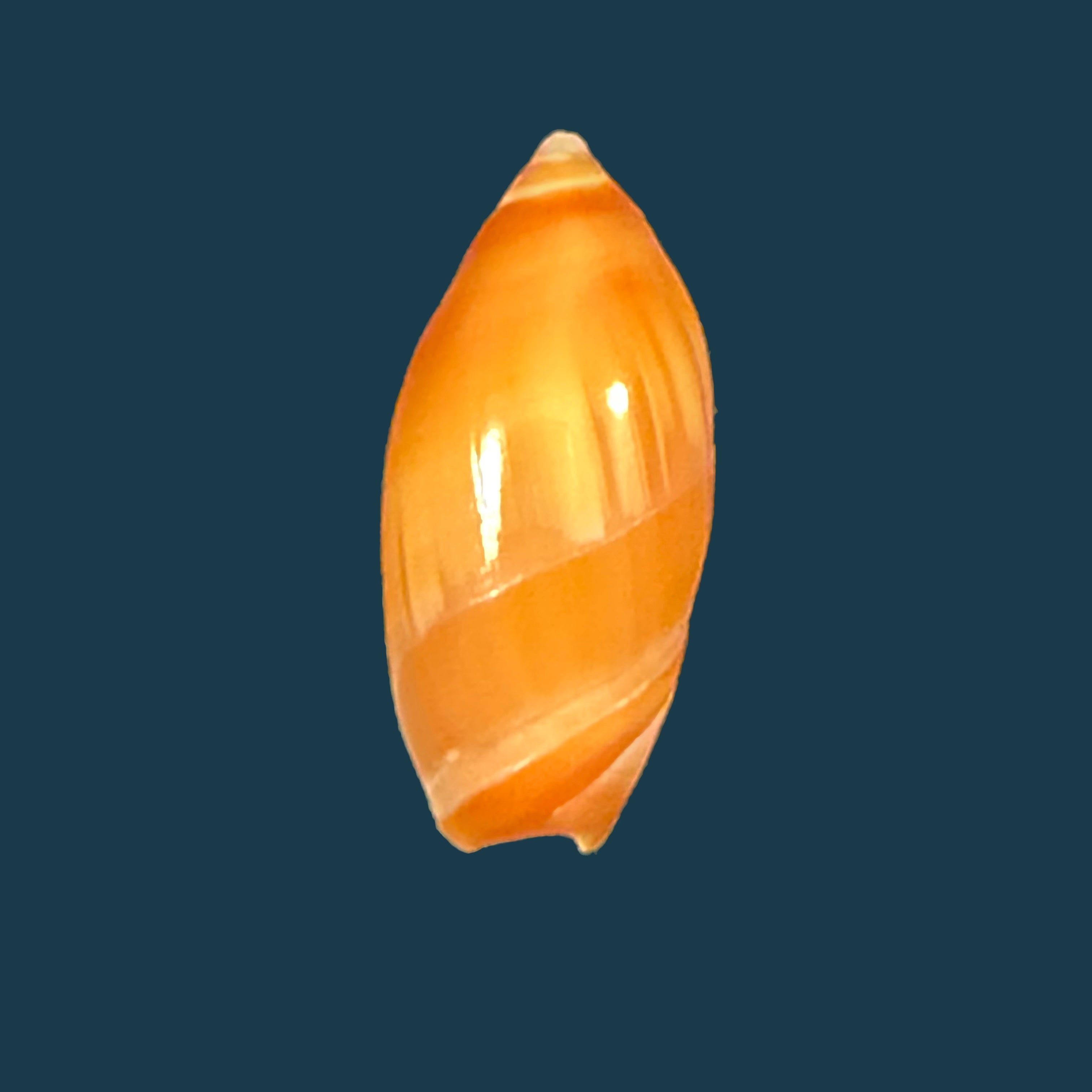 Amalda josecarlosi Pastorino, 2003 - 17,9mm