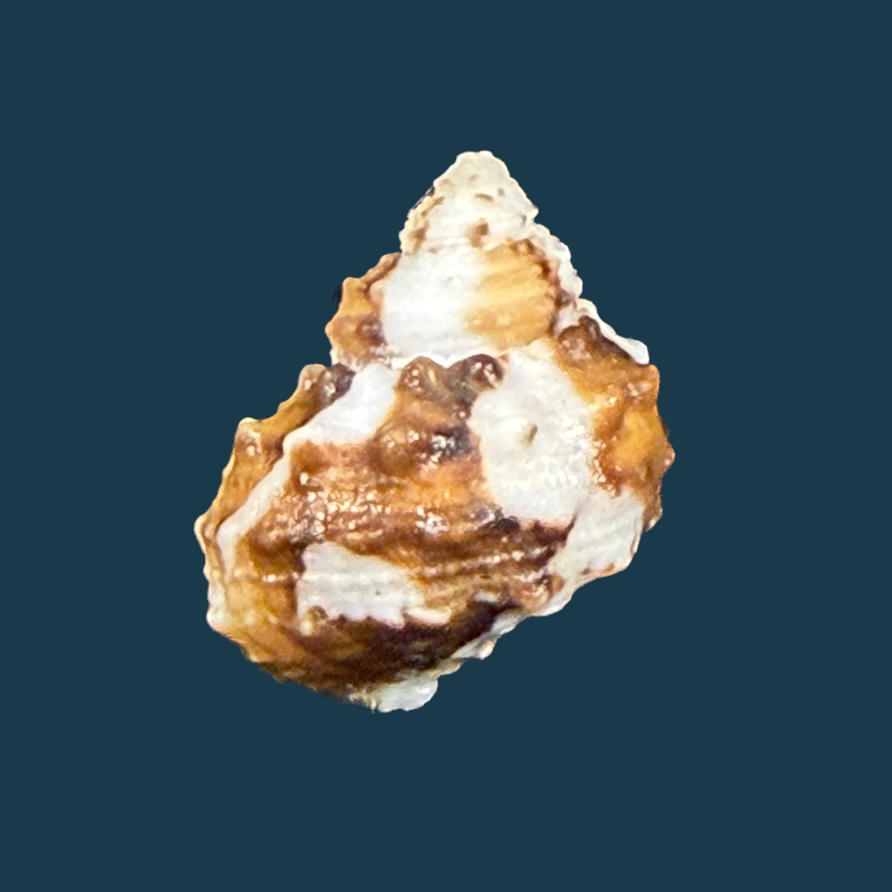 Turbo castanea Gmelin, 1791 - 14,2mm