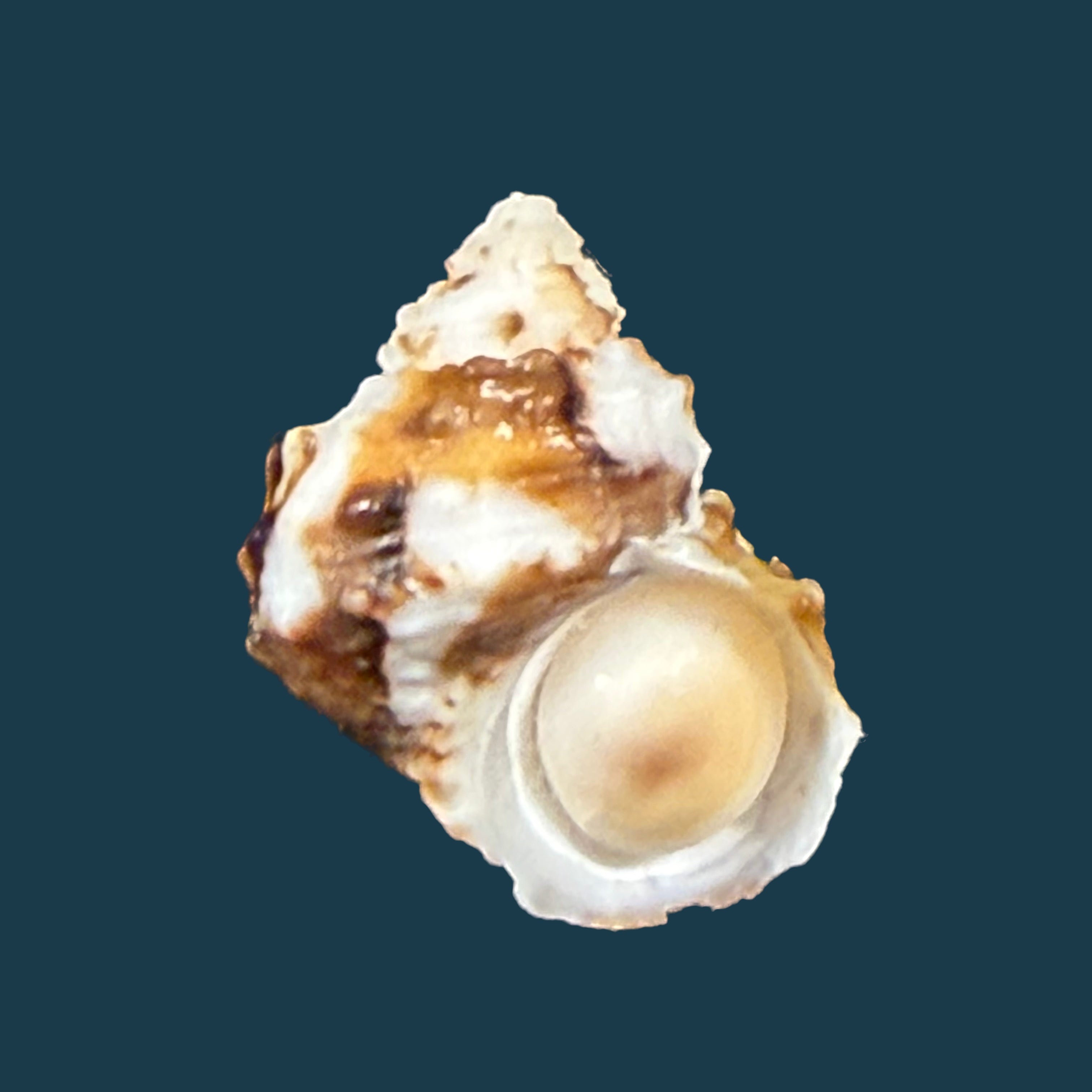 Turbo castanea Gmelin, 1791 - 14,2mm