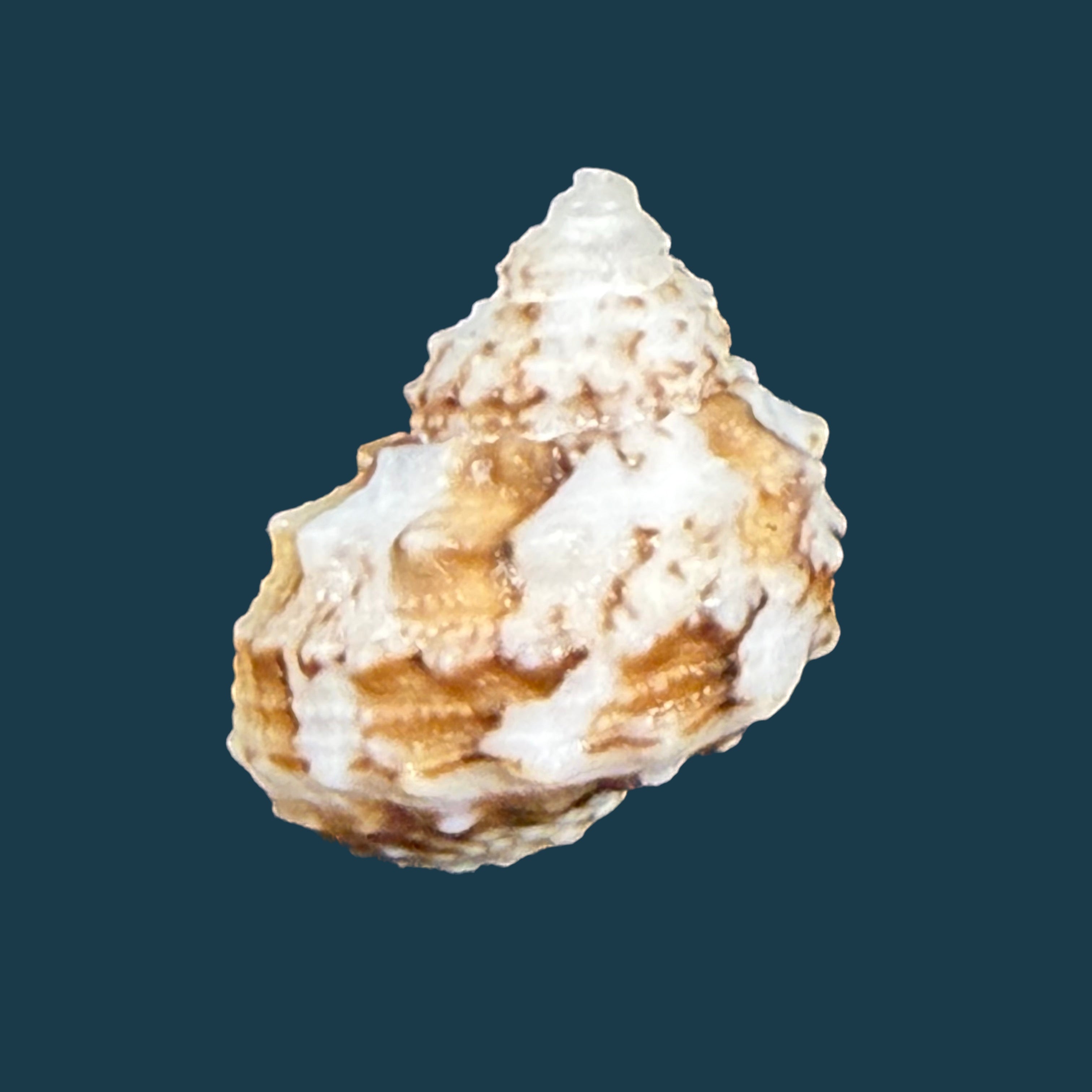 Turbo castanea Gmelin, 1791 - 14,4mm