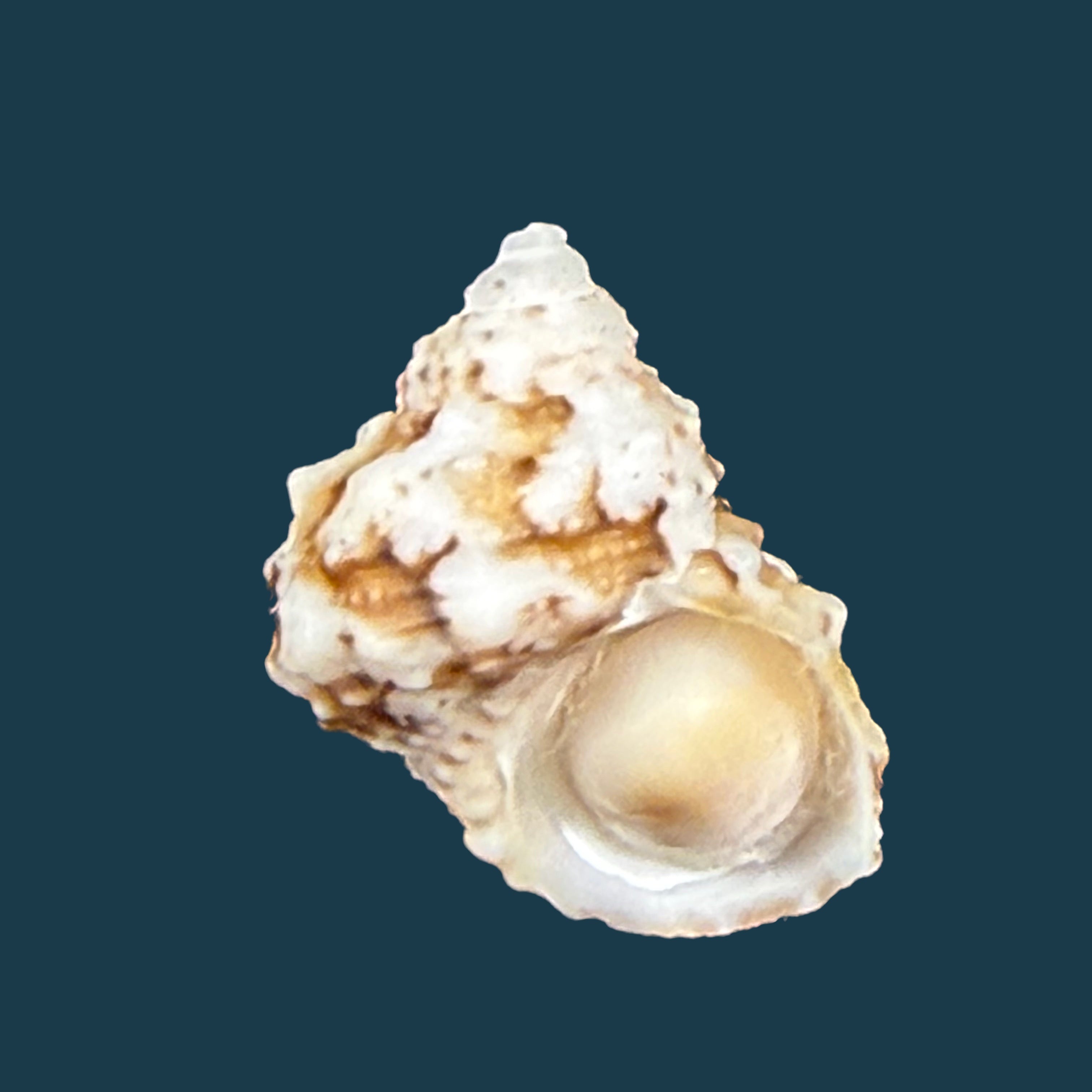 Turbo castanea Gmelin, 1791 - 14,4mm