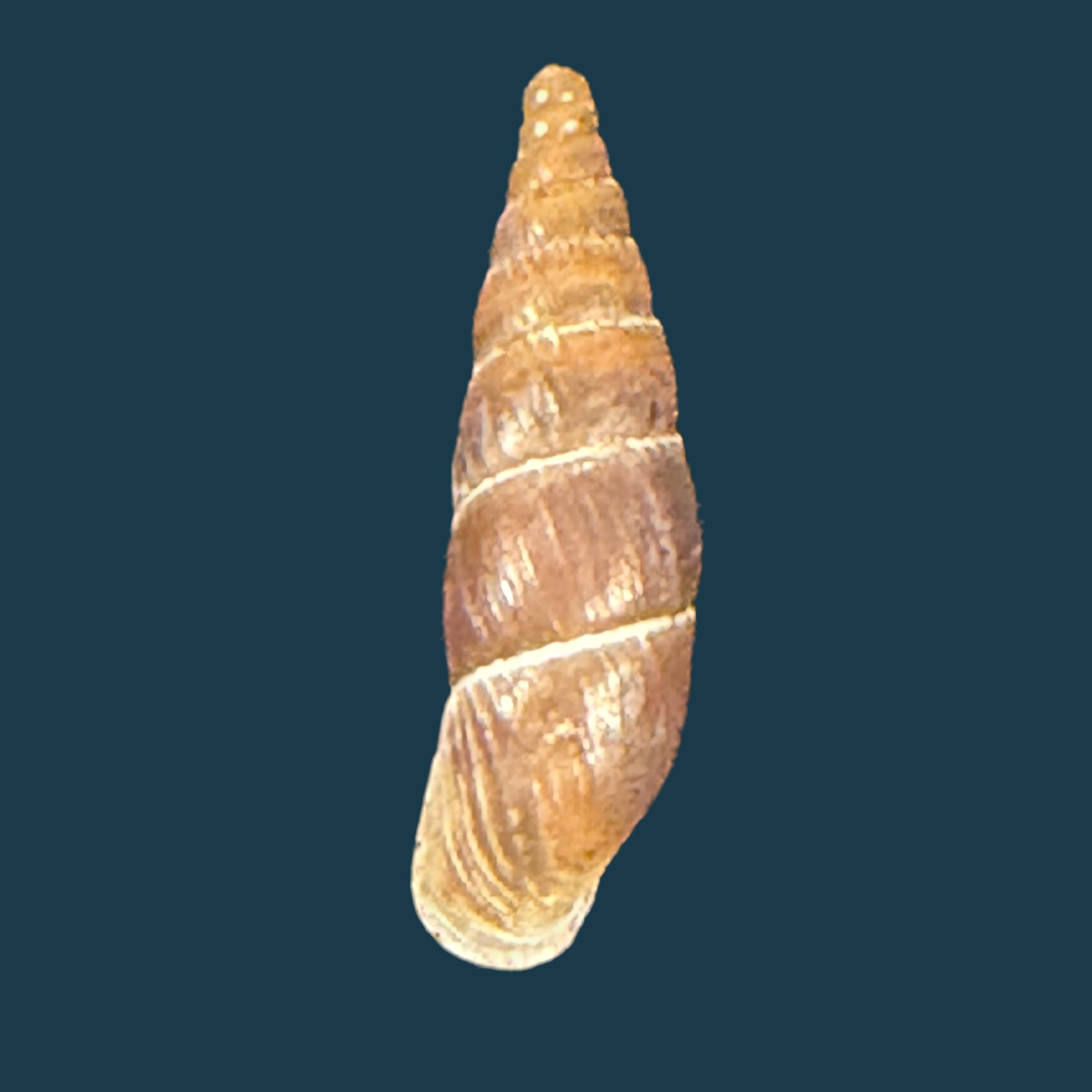 Alopia livida (Menke, 1828) - 15,3mm