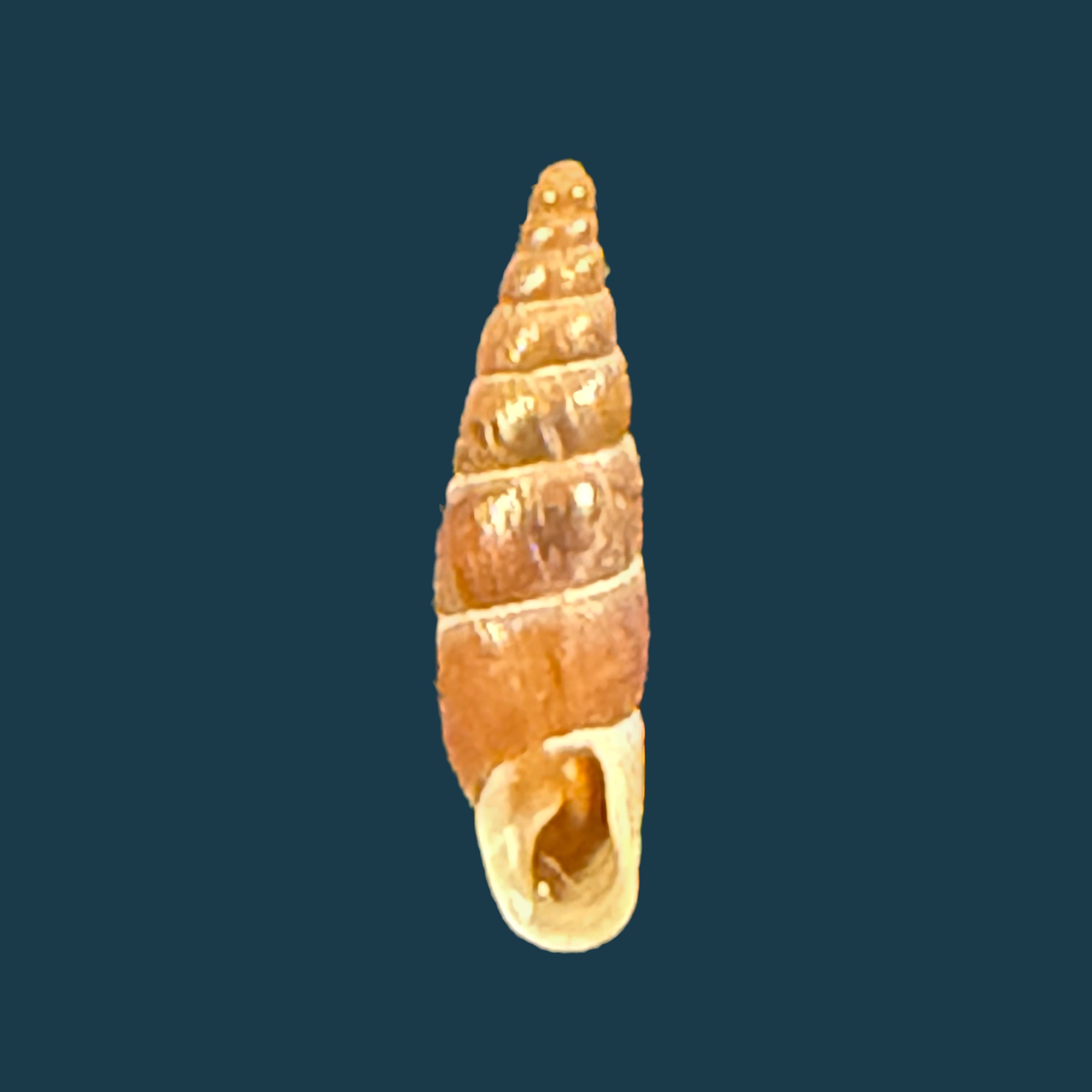 Alopia livida (Menke, 1828) - 15,3mm