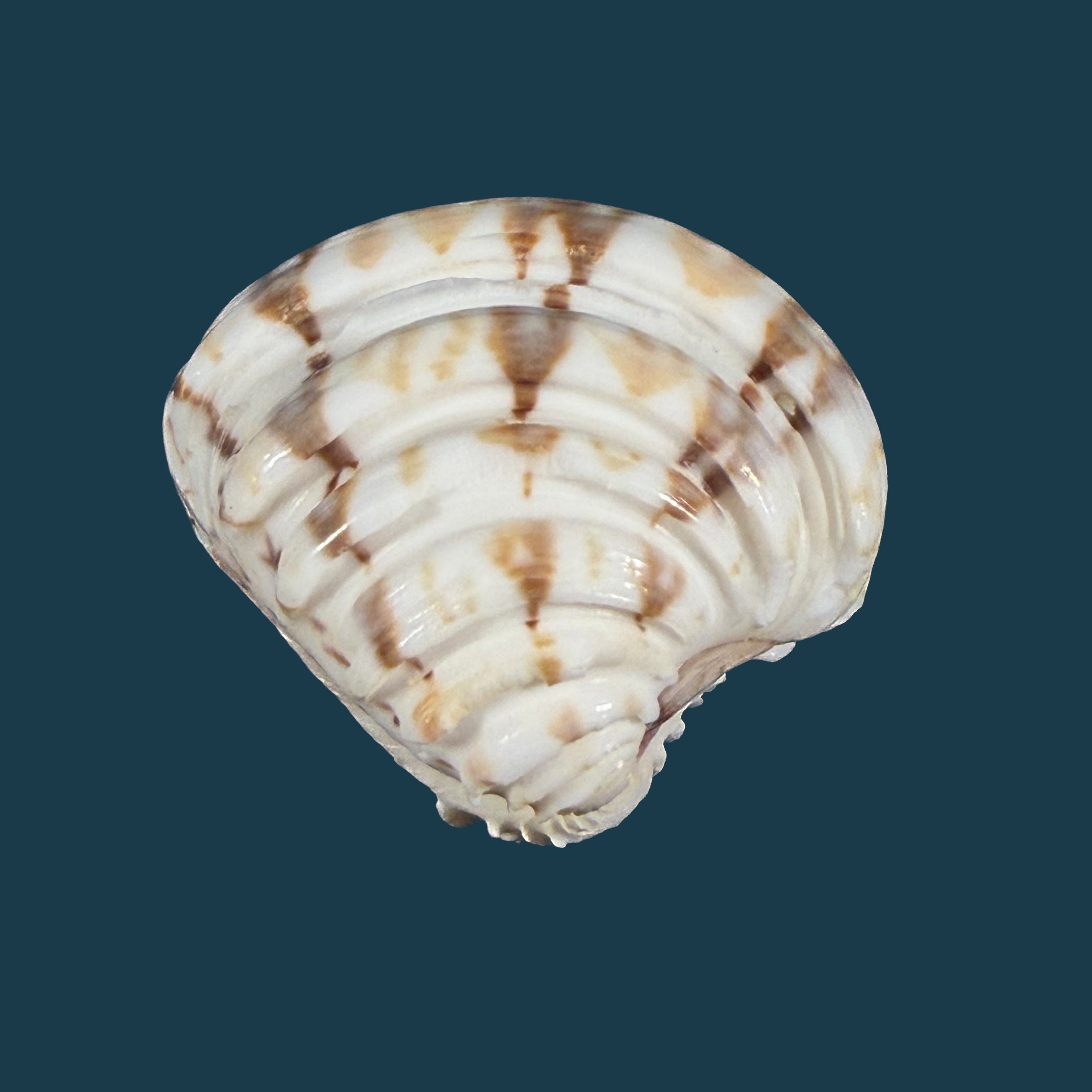 Lirophora latilirata (Conrad, 1841) † - 25,4mm