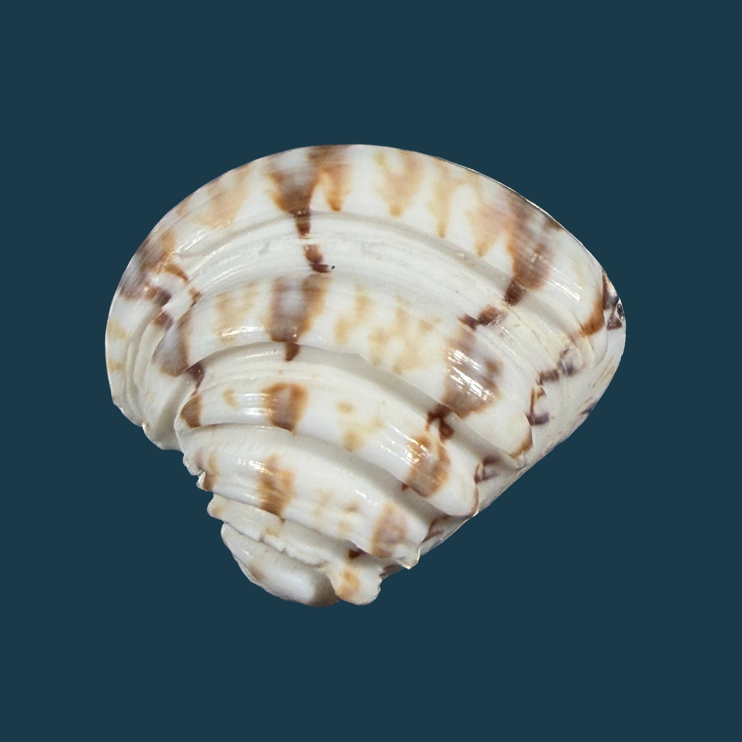 Lirophora latilirata (Conrad, 1841) † - 25,4mm