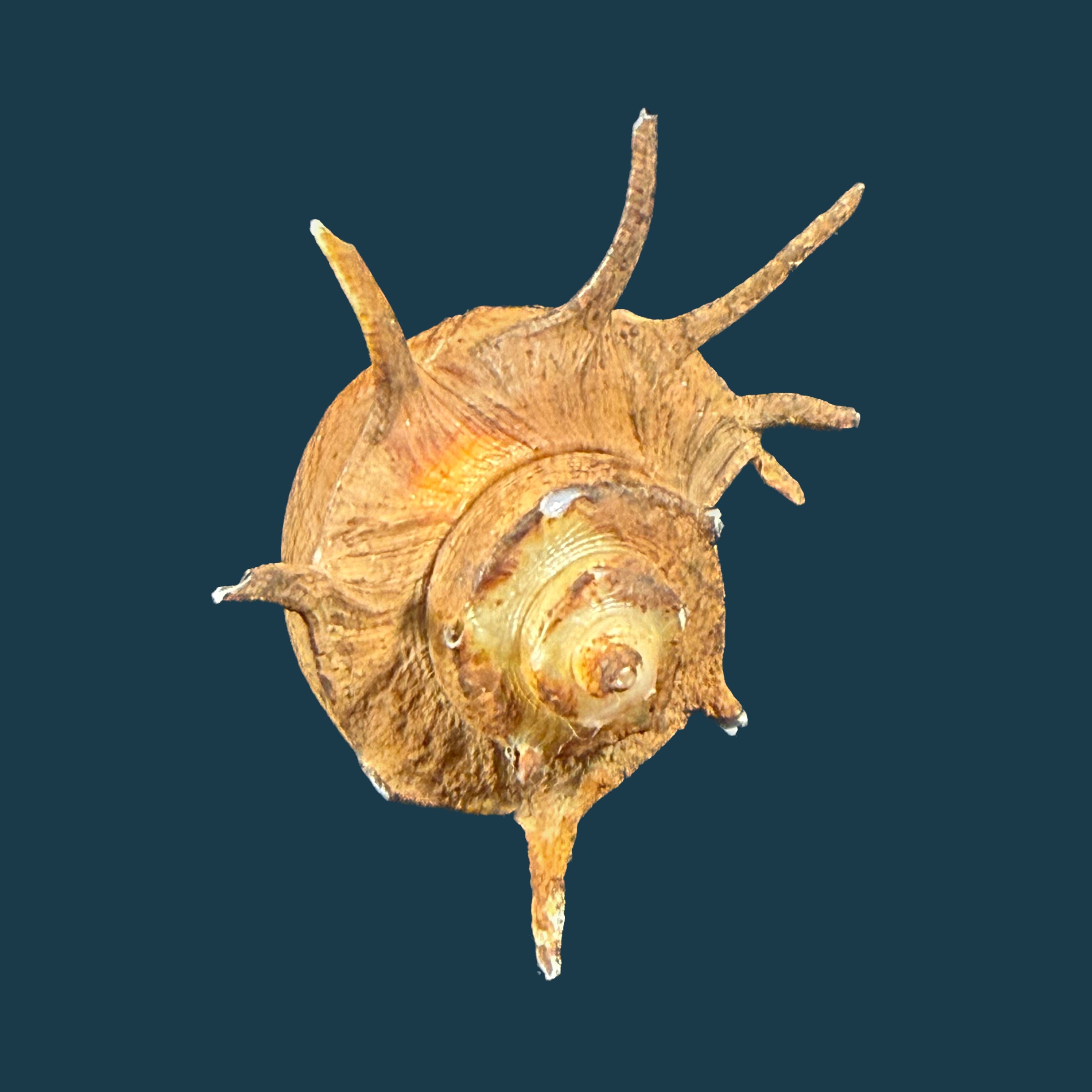 Tiphobia horei E. A. Smith, 1880 - 39,8mm