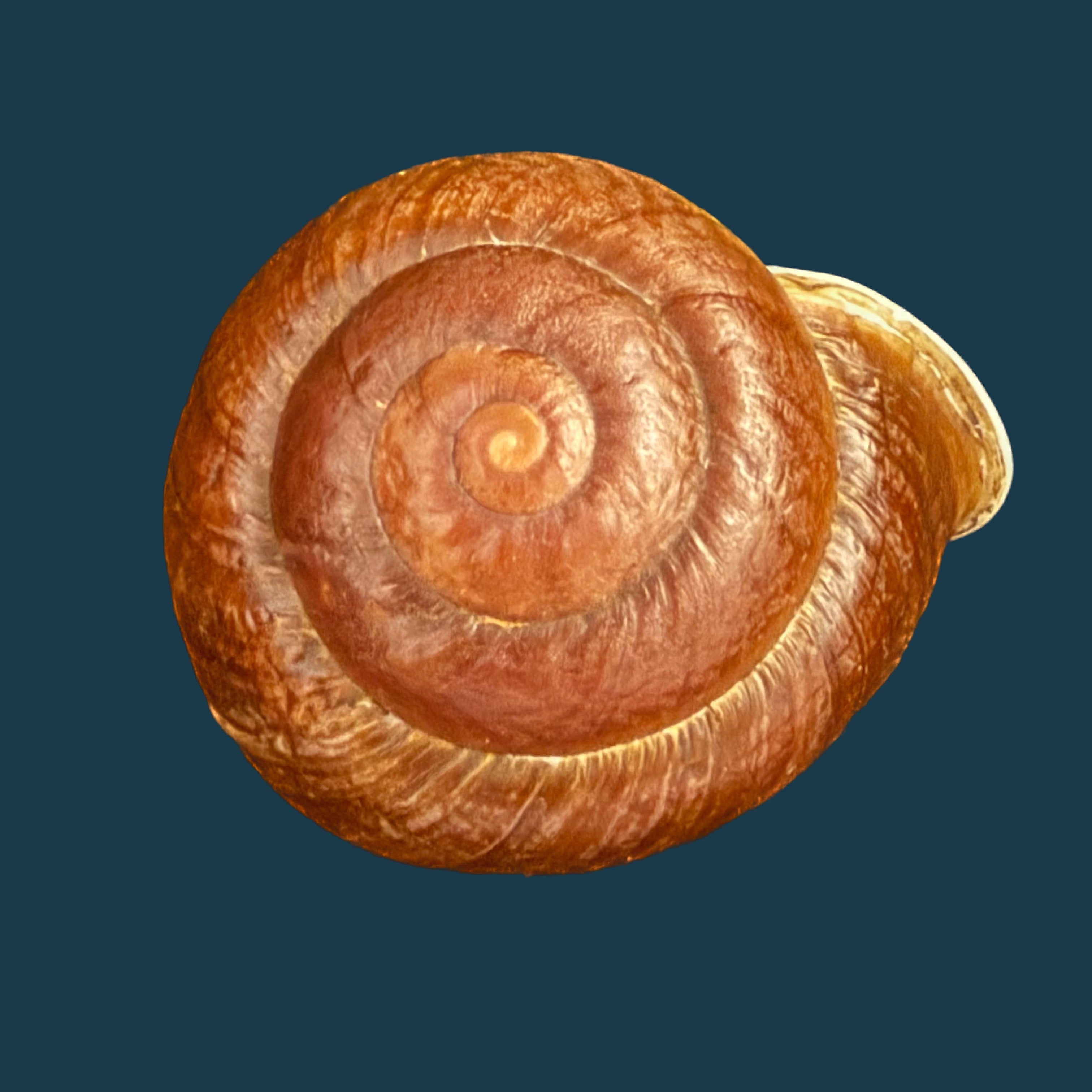 Camaena obtecta (H. Fischer, 1898) - 57mm