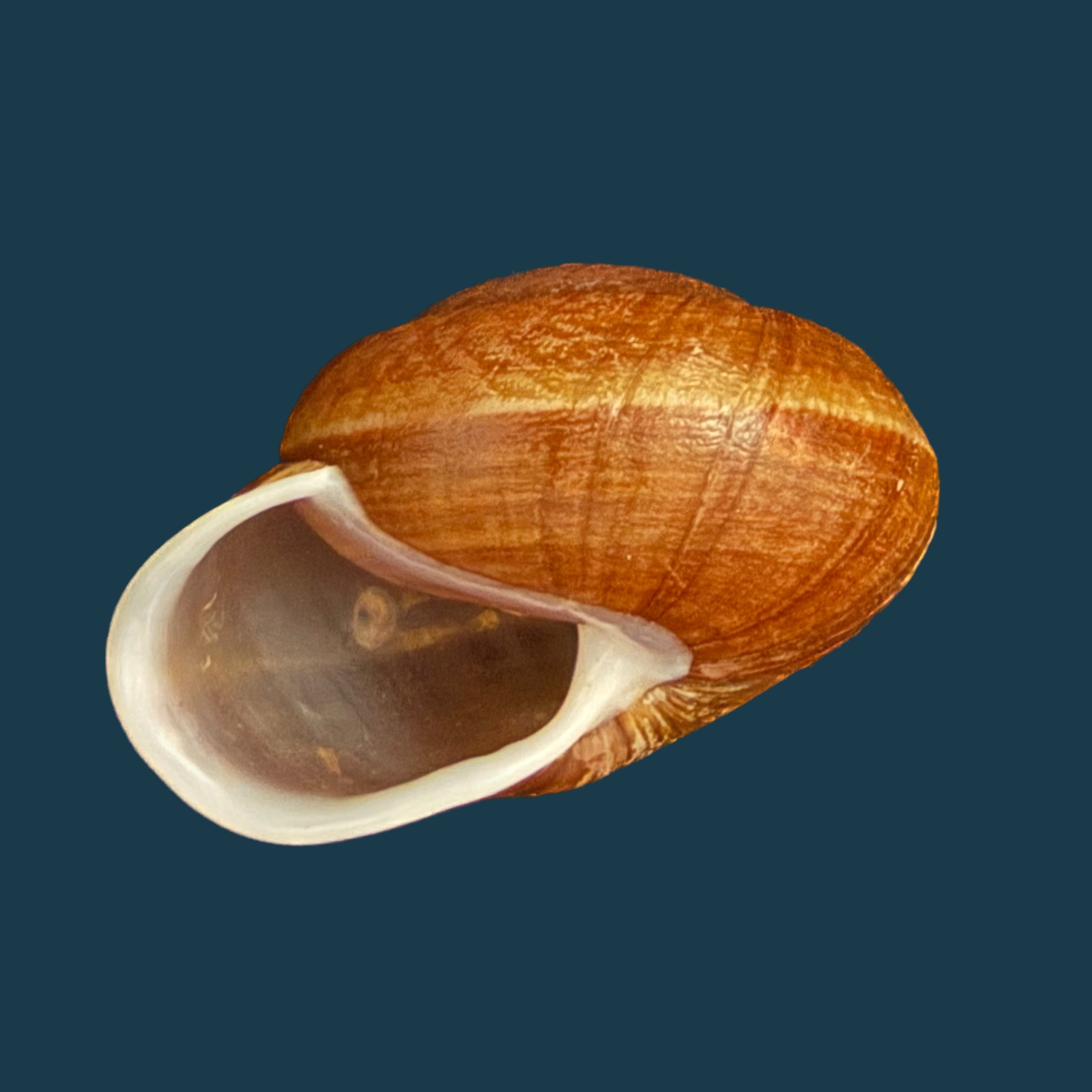 Camaena obtecta (H. Fischer, 1898) - 57mm