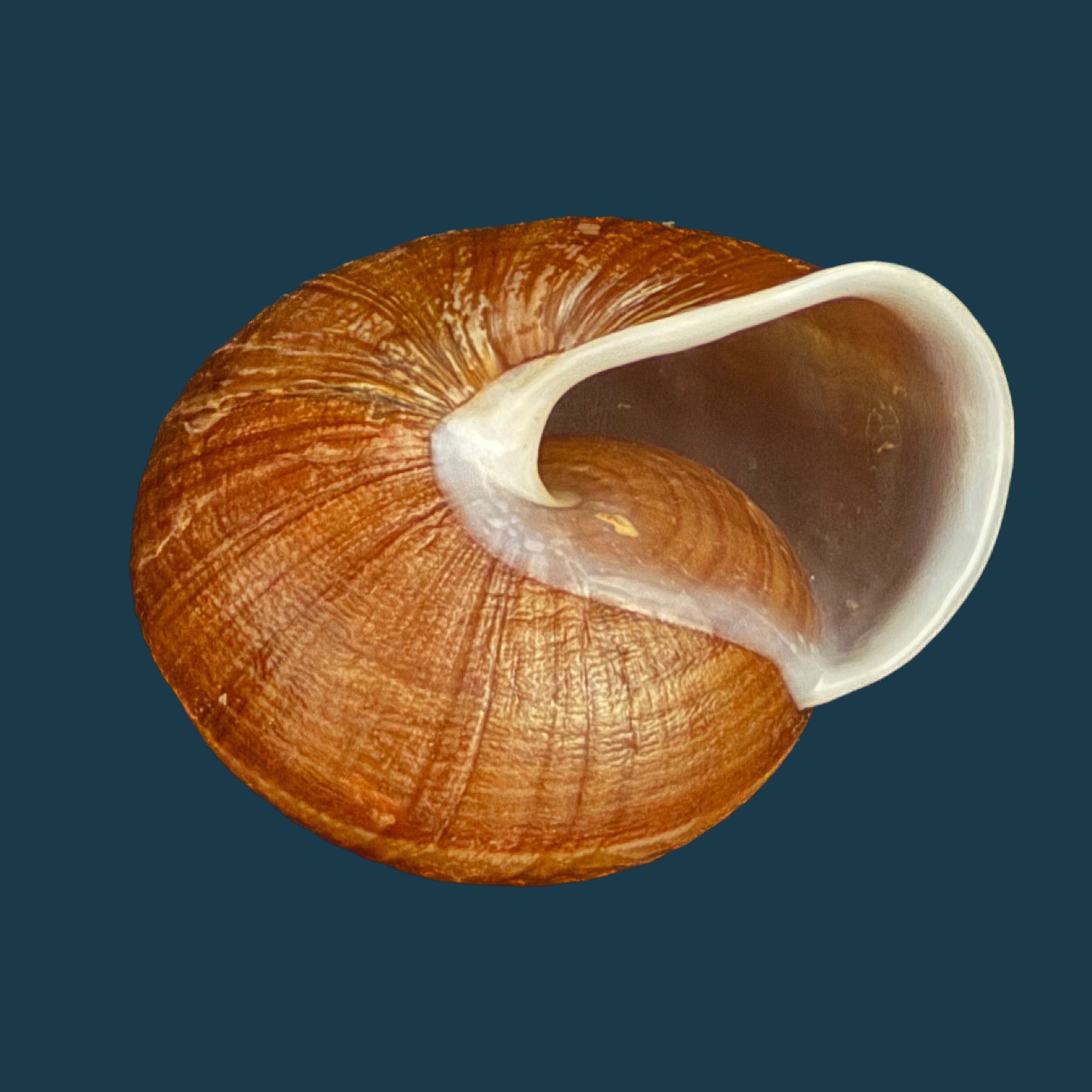 Camaena obtecta (H. Fischer, 1898) - 57mm