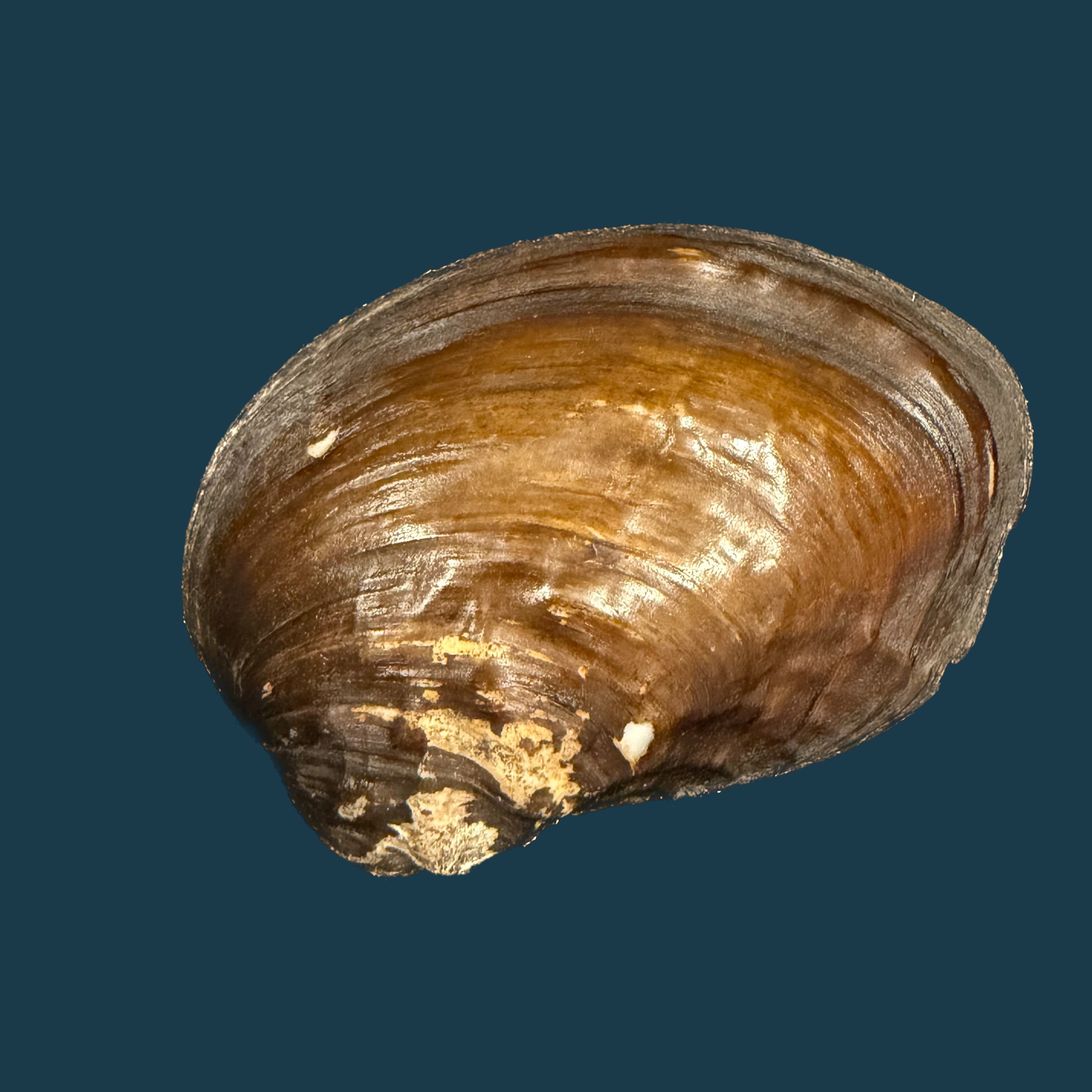 Lamprotula caveata (Heude, 1877) - 57,3mm