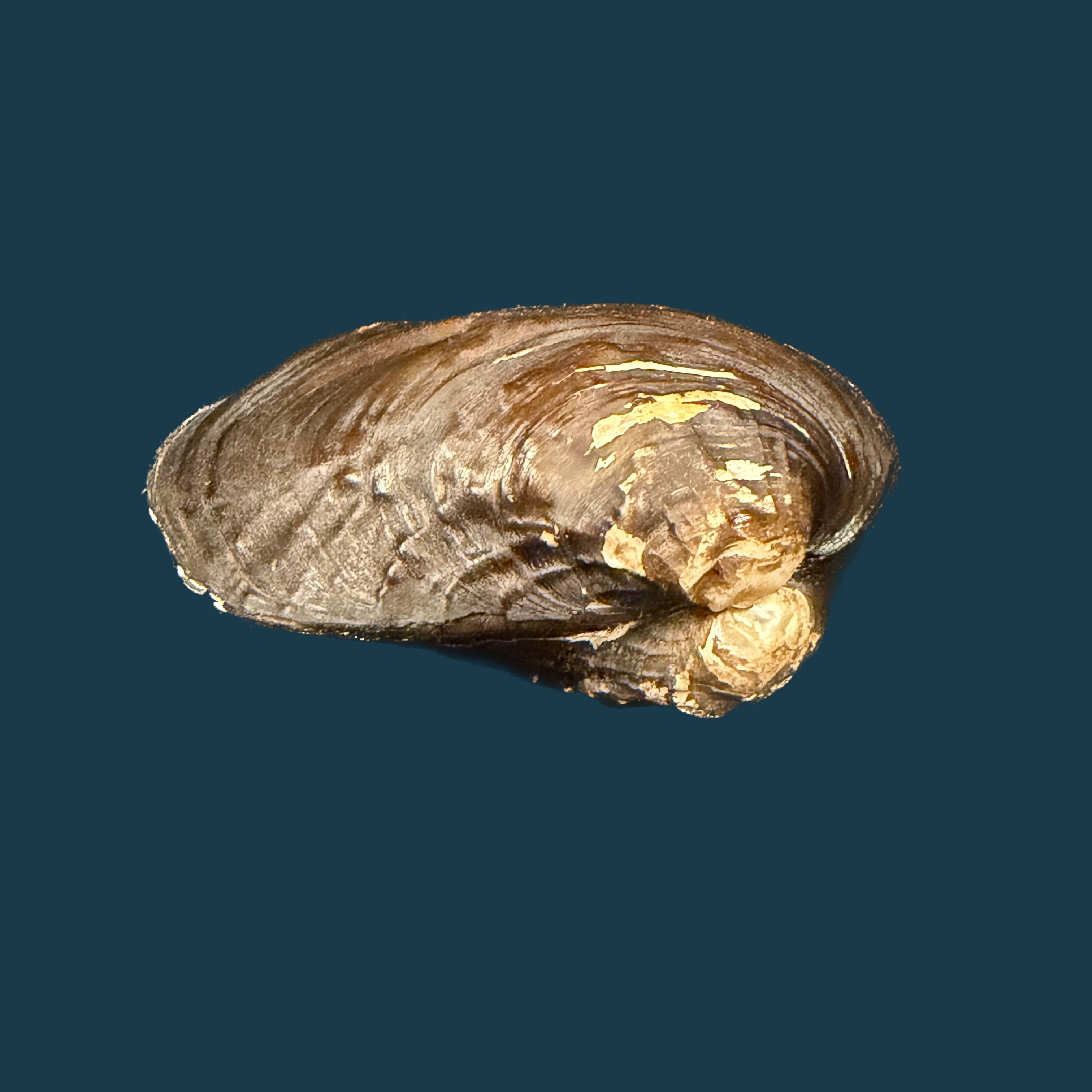Lamprotula caveata (Heude, 1877) - 57,3mm
