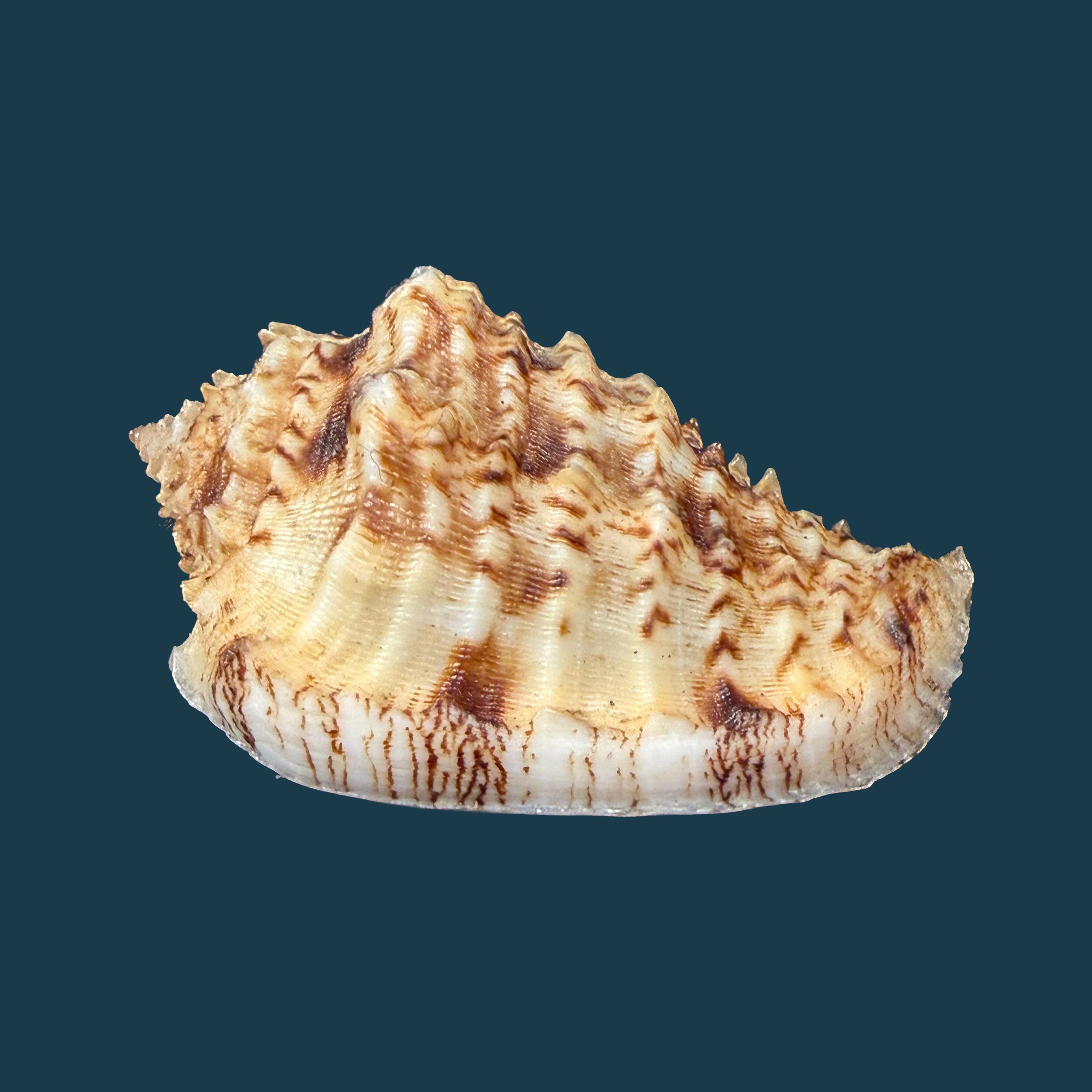 Morum dennisoni (Reeve, 1842) - 44,8mm