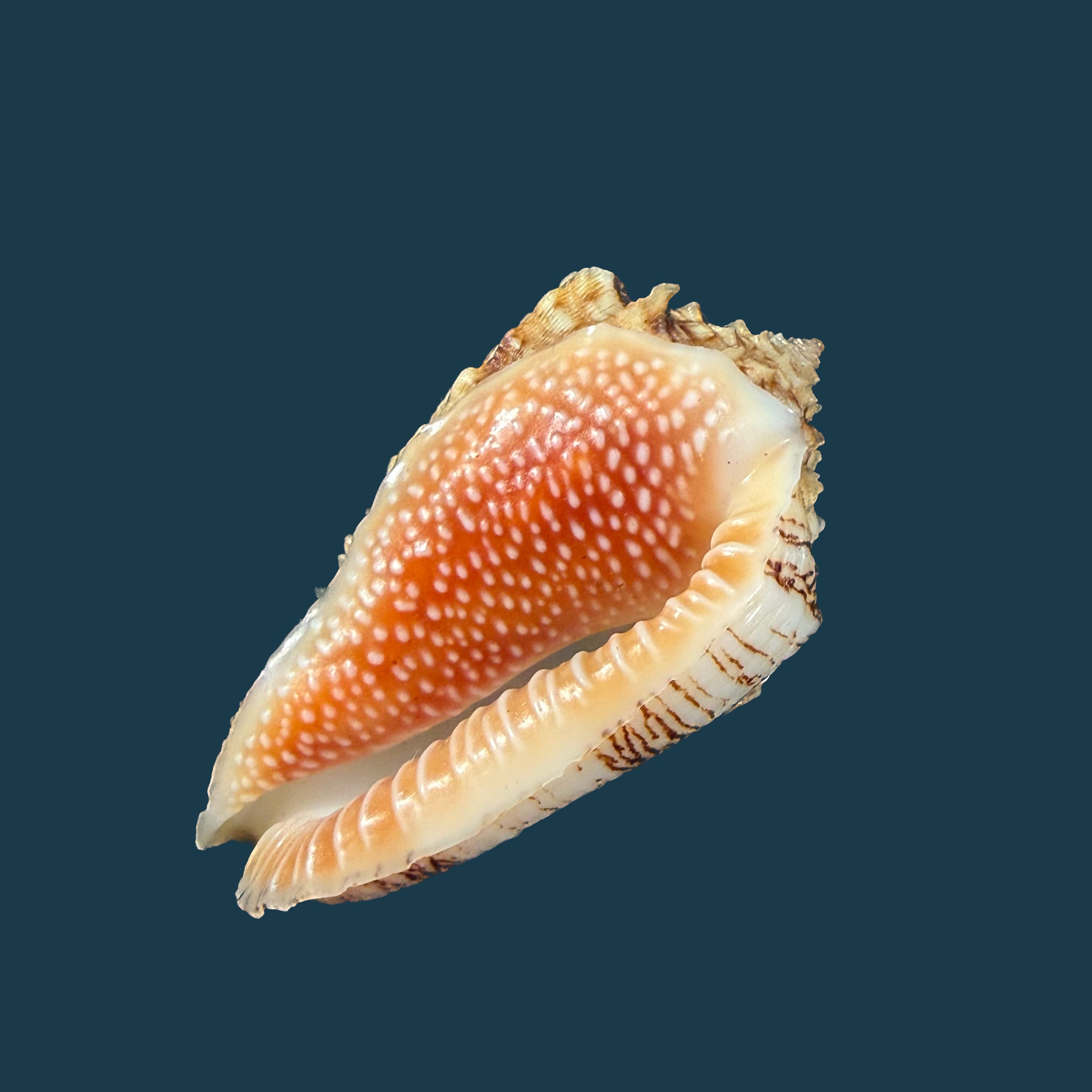 Morum dennisoni (Reeve, 1842) - 44,8mm
