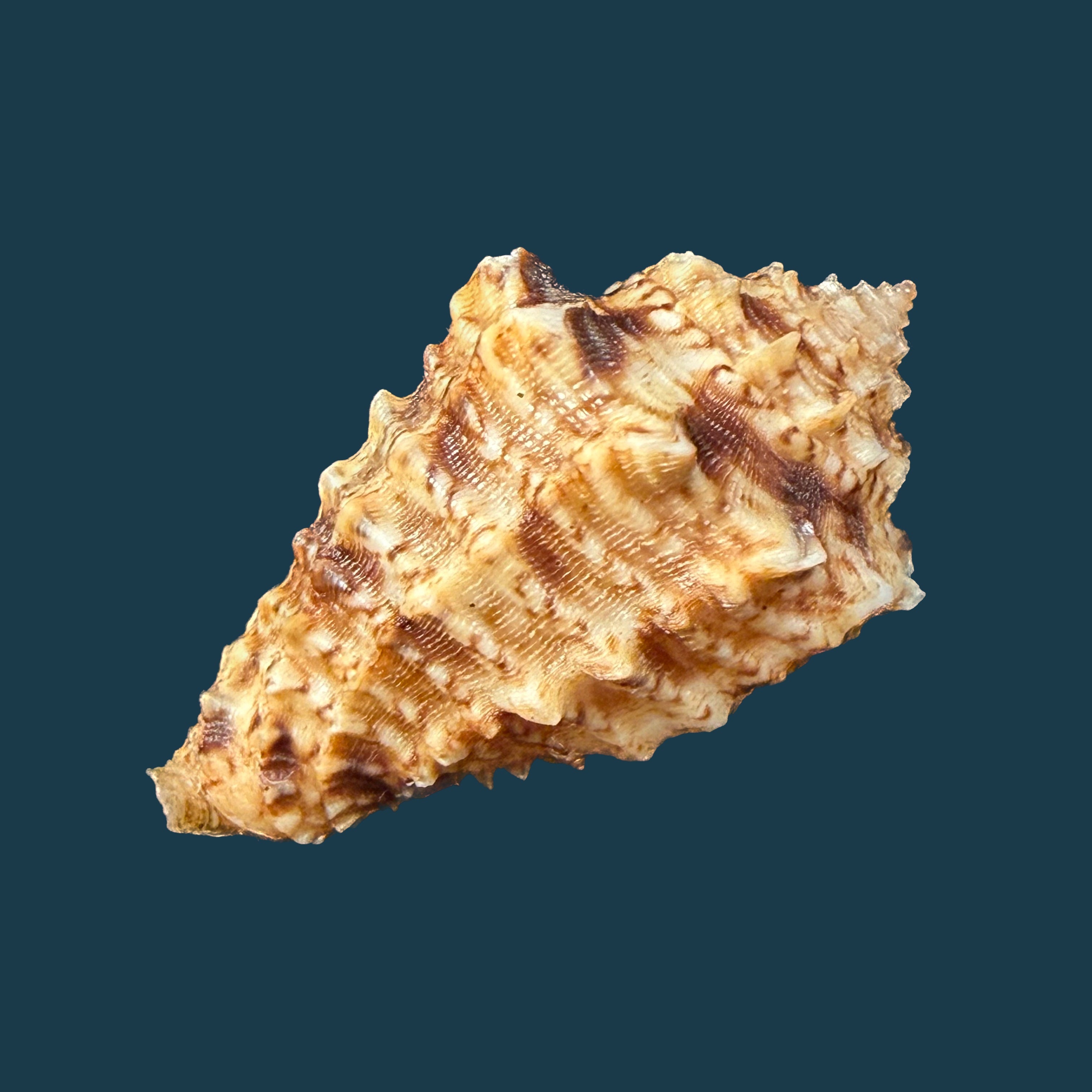 Morum dennisoni (Reeve, 1842) - 44,8mm