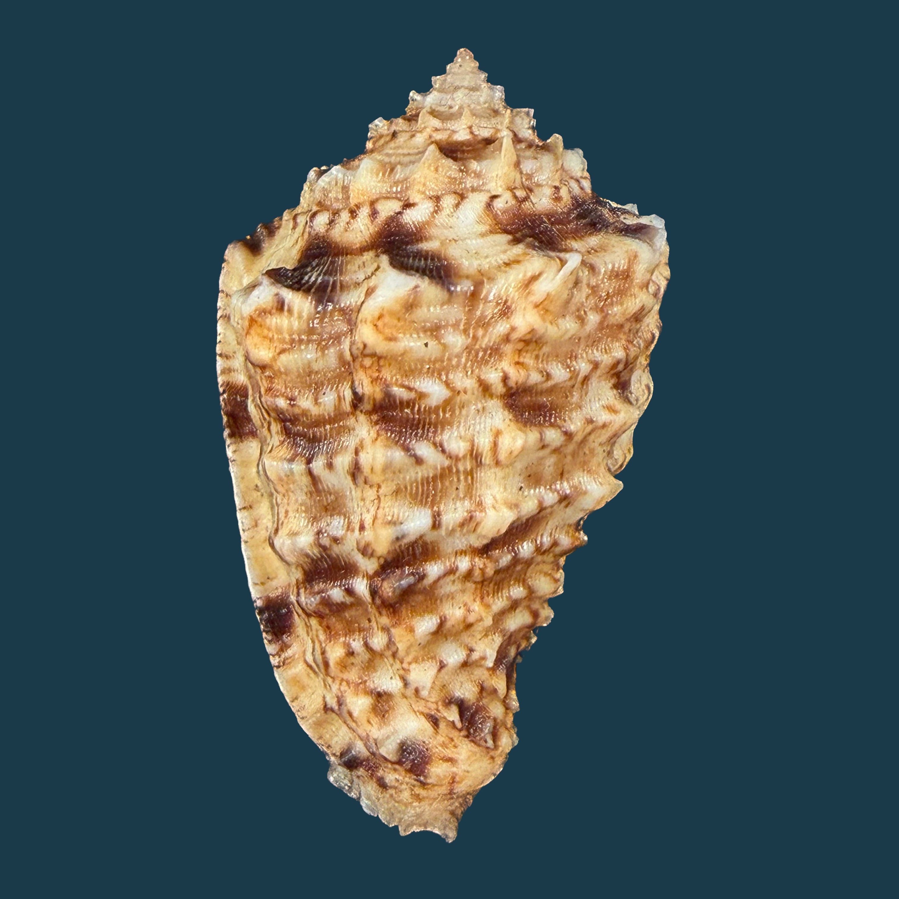 Morum dennisoni (Reeve, 1842) - 44,8mm