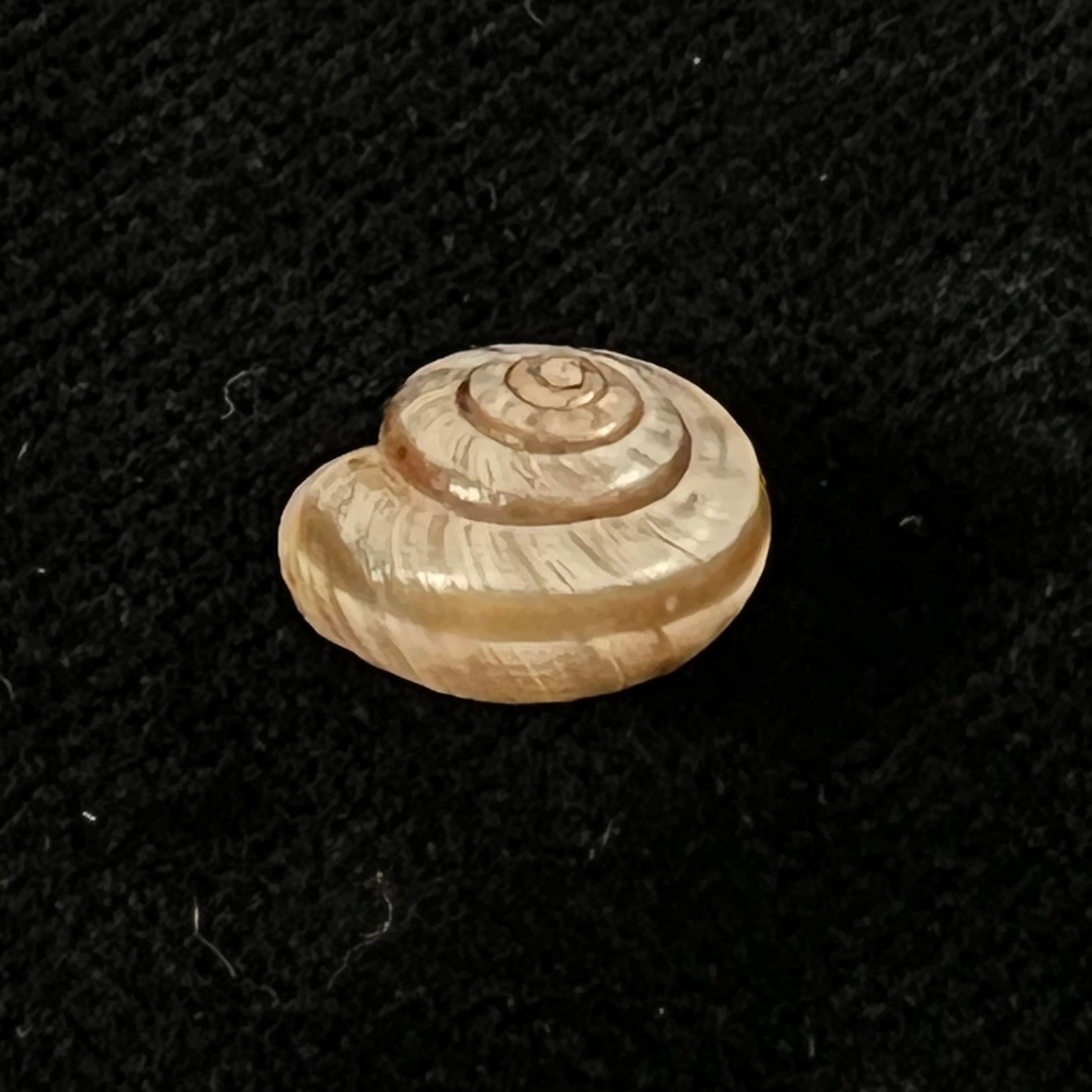 Praticolella griseola (L. Pfeiffer, 1841) - 11,4mm