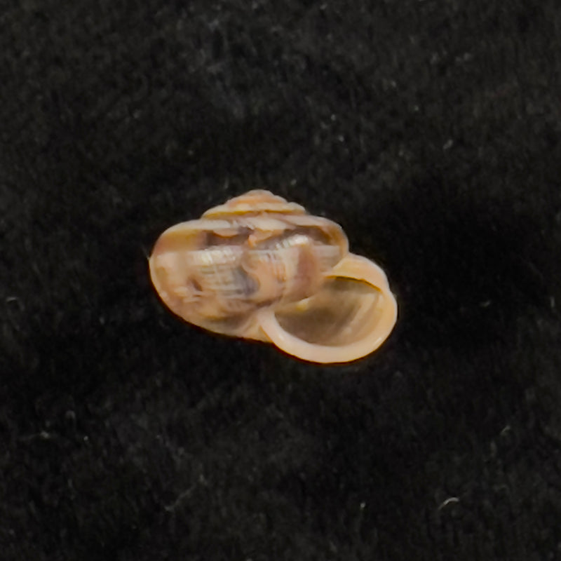 Praticolella griseola (L. Pfeiffer, 1841) - 11,4mm