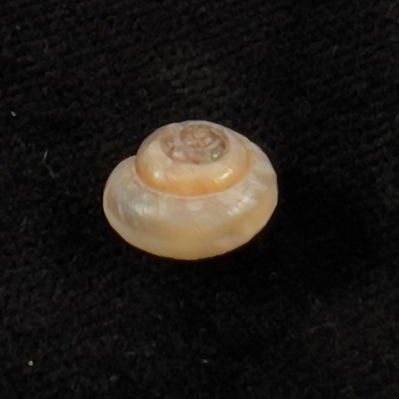 Praticolella griseola (L. Pfeiffer, 1841) - 10,5mm
