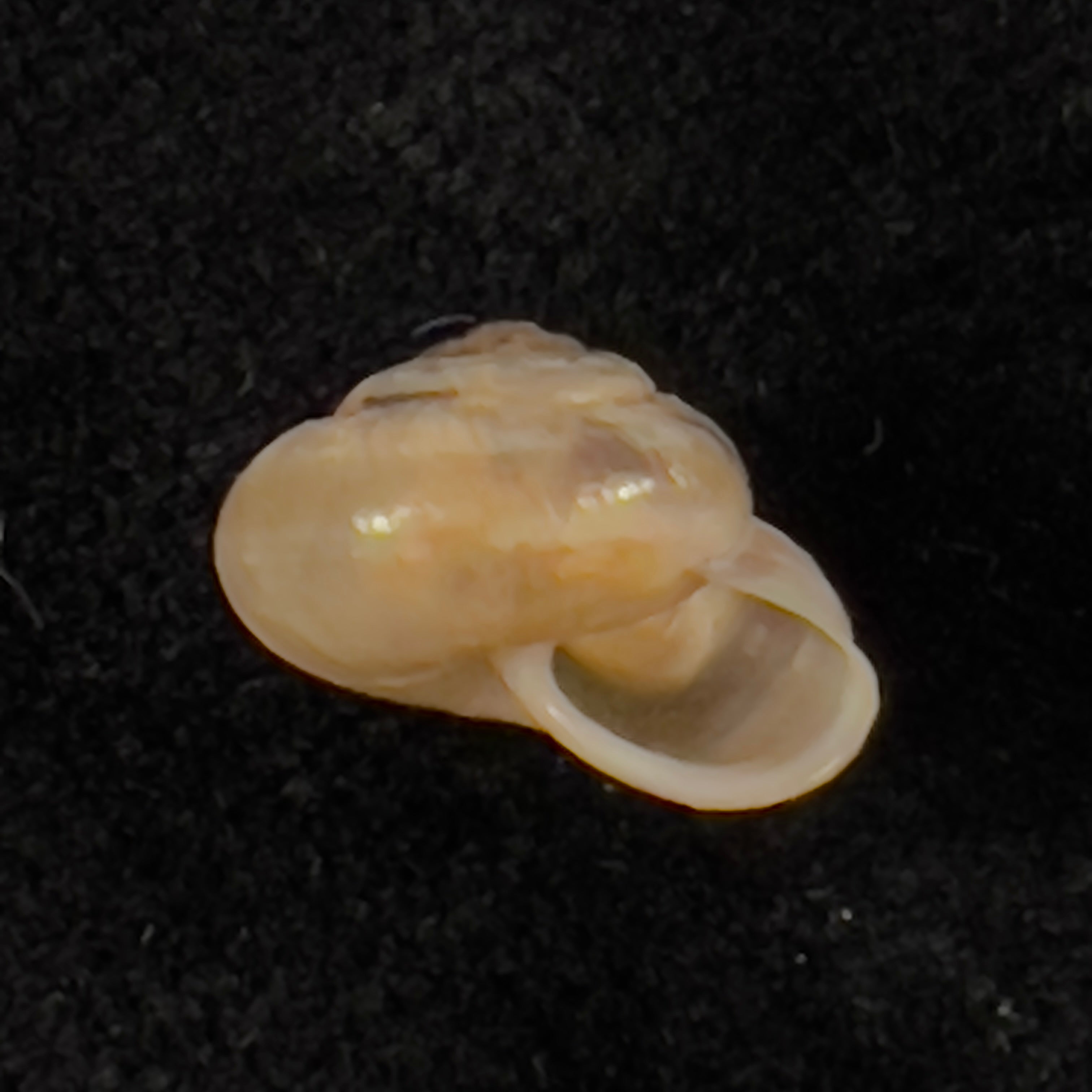 Praticolella griseola (L. Pfeiffer, 1841) - 10,5mm