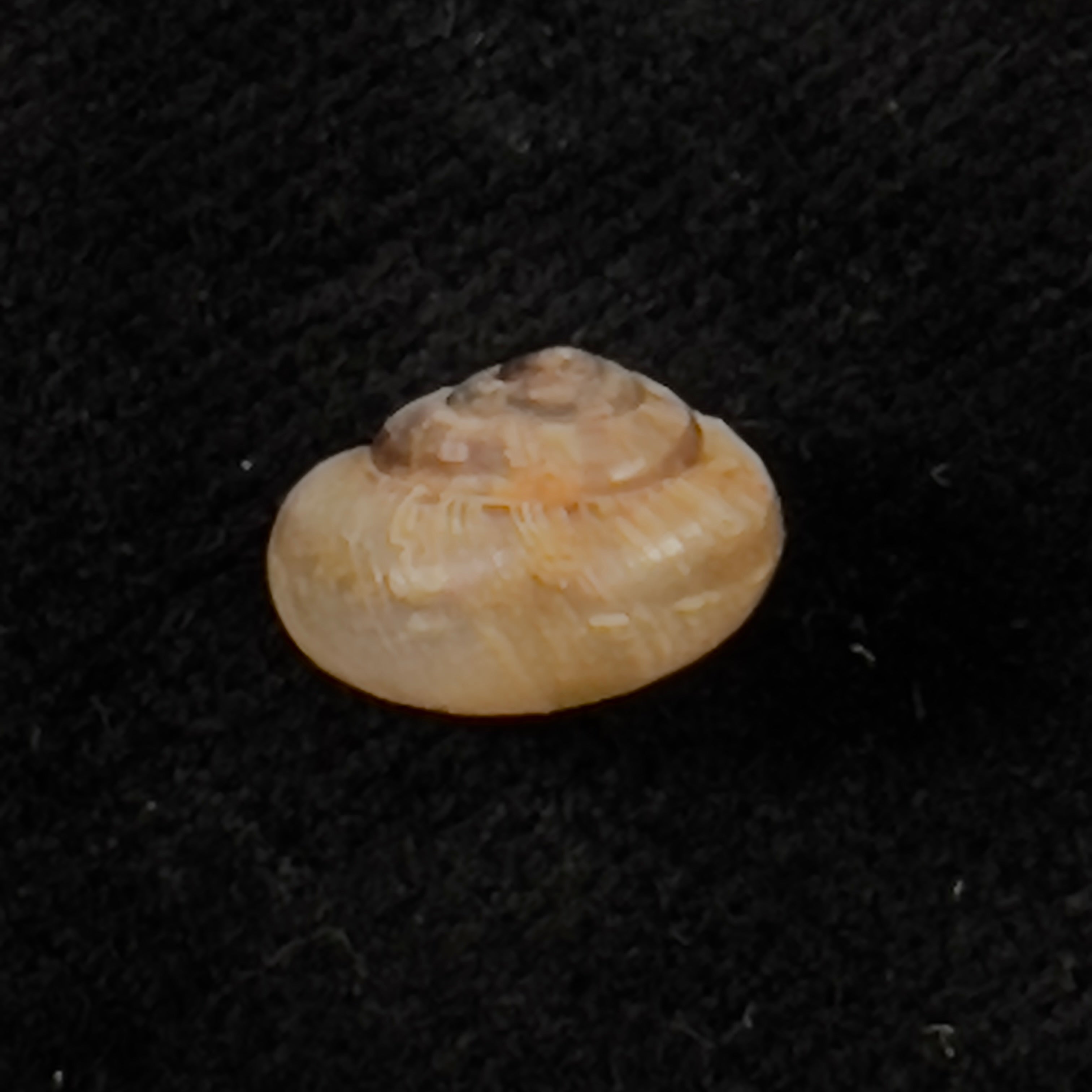 Praticolella griseola (L. Pfeiffer, 1841) - 10,2mm