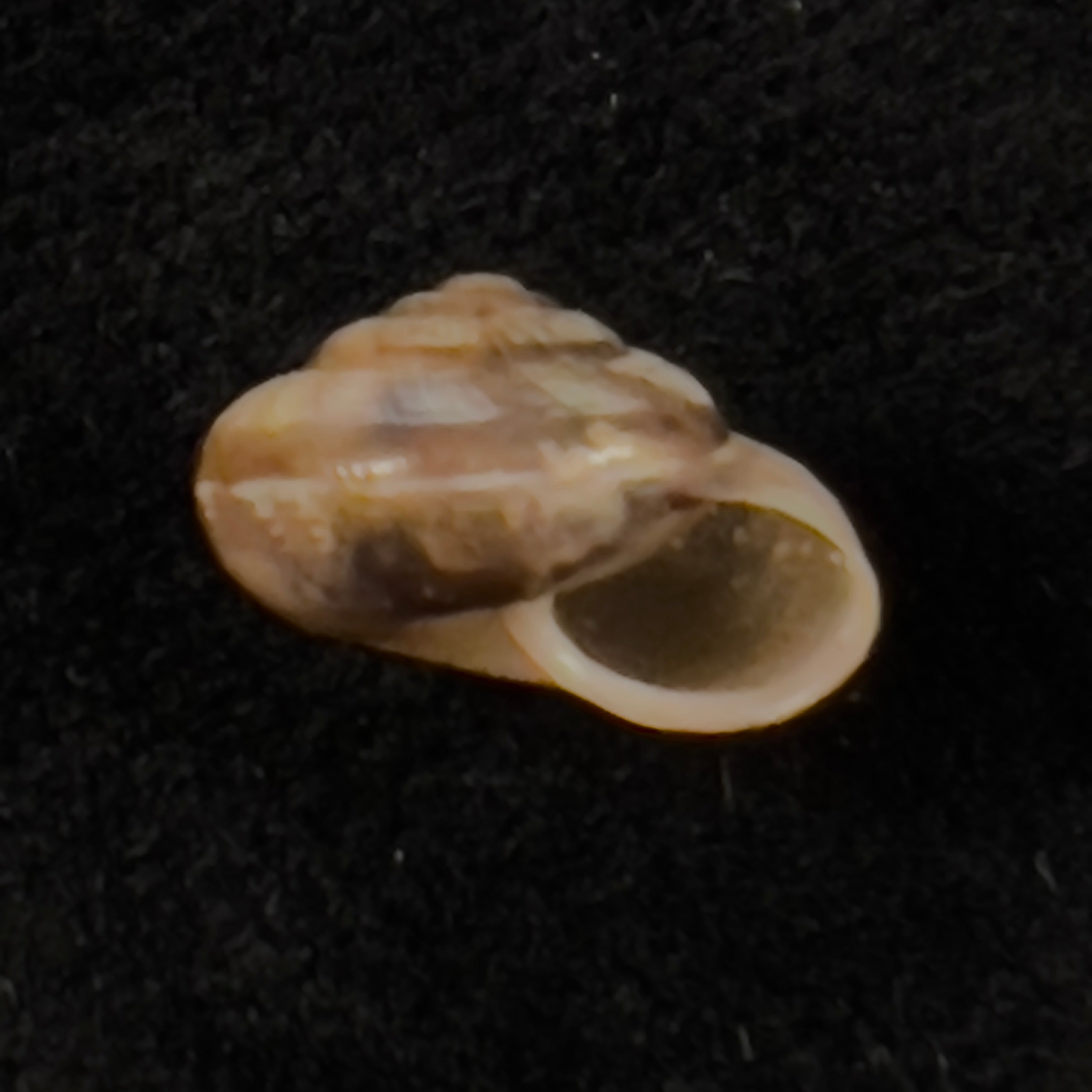 Praticolella griseola (L. Pfeiffer, 1841) - 10,2mm