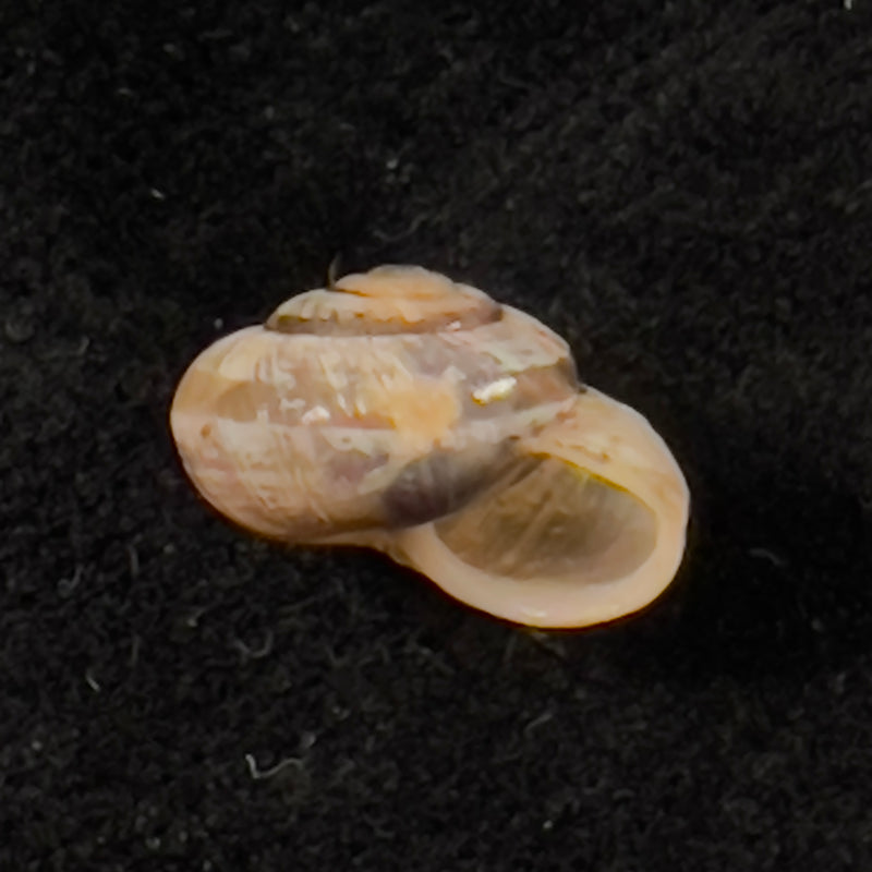 Praticolella griseola (L. Pfeiffer, 1841) - 10,6mm