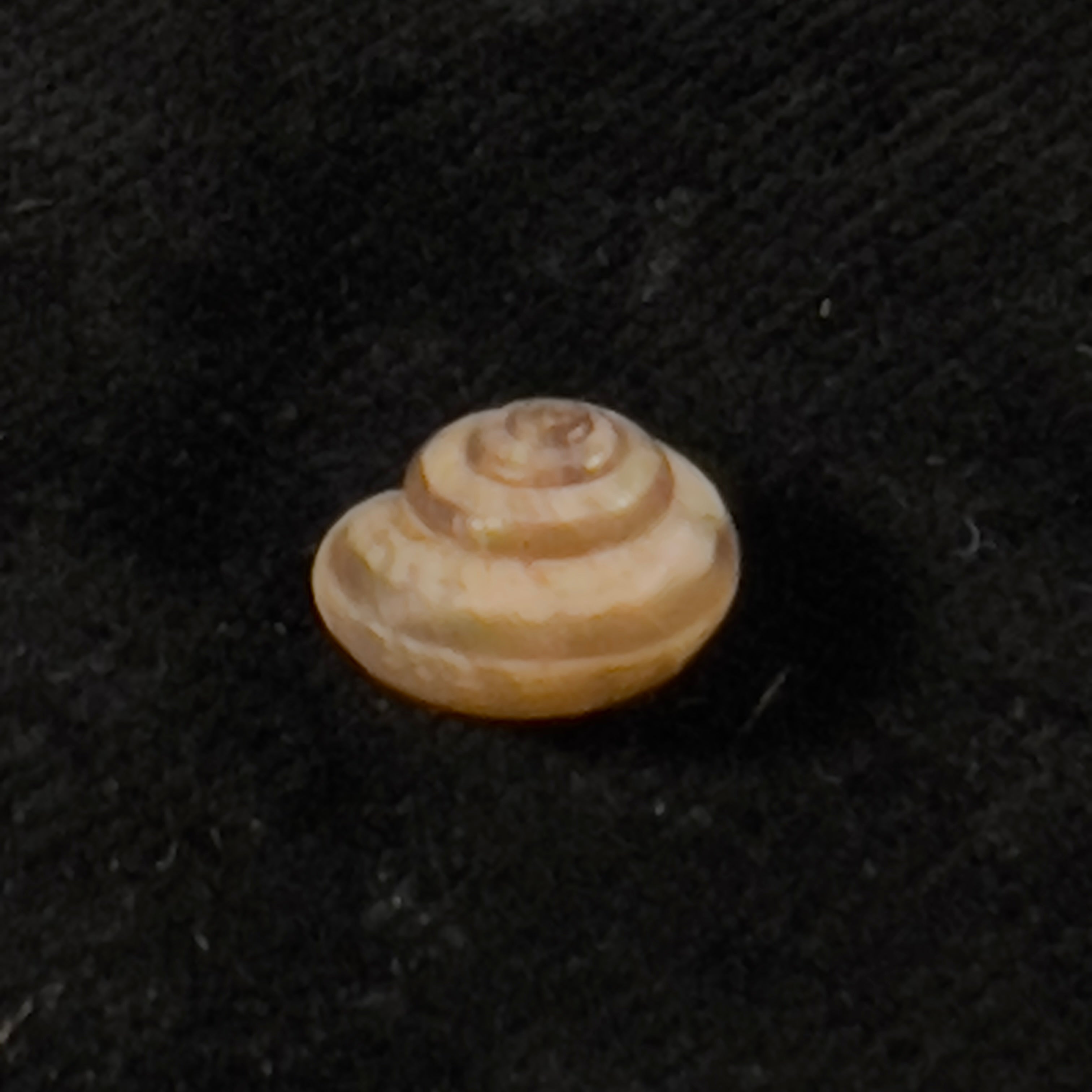 Praticolella griseola (L. Pfeiffer, 1841) - 9,7mm
