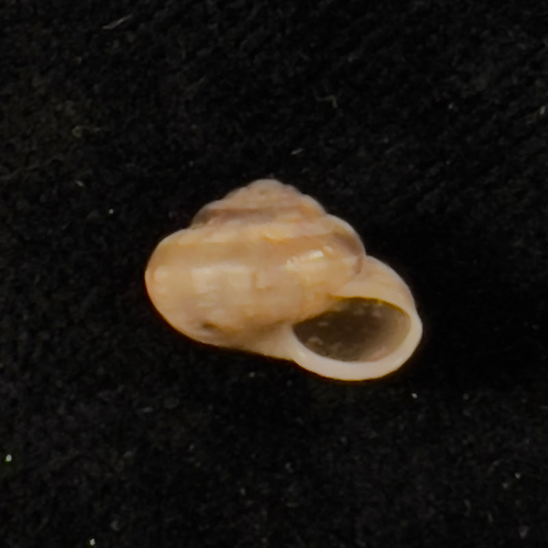 Praticolella griseola (L. Pfeiffer, 1841) - 9,7mm