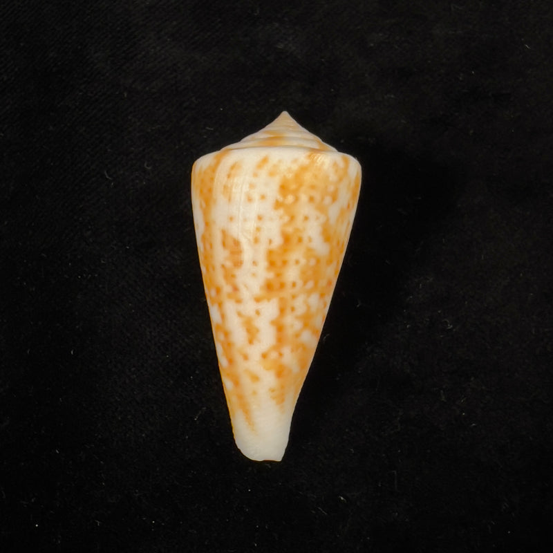 Conus lemniscatus Reeve, 1849 - 46,9mm